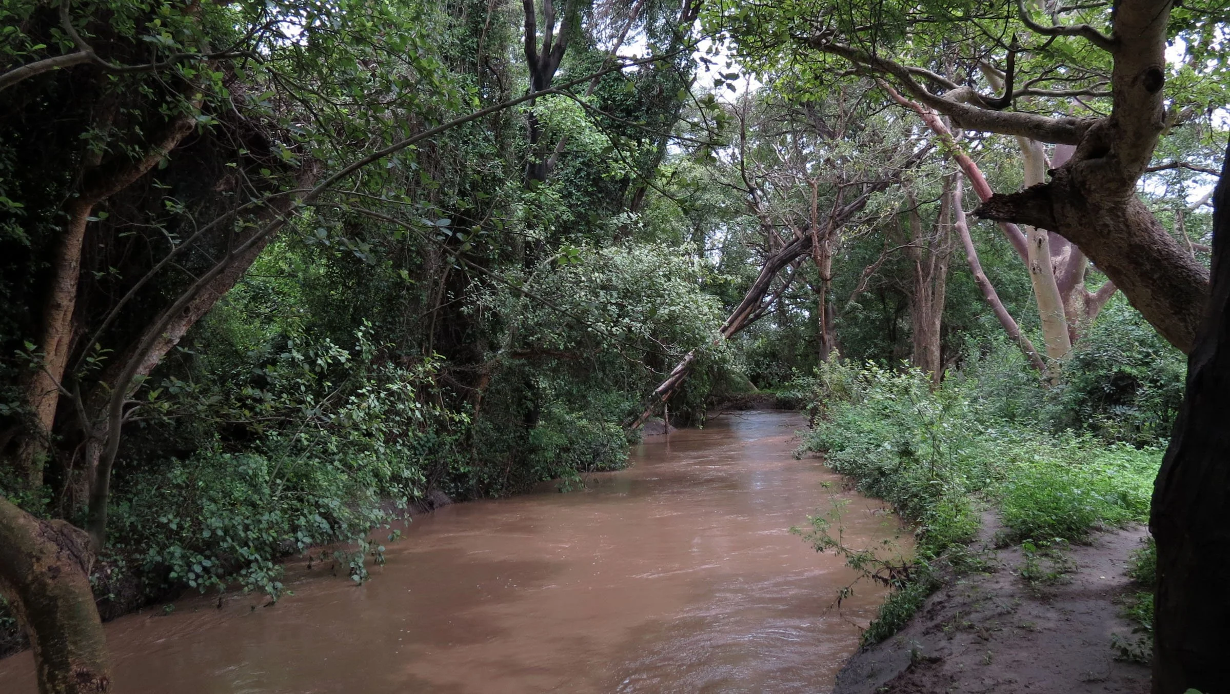 AWASH NATIONAL PARK ETHIOPIA (8).JPG