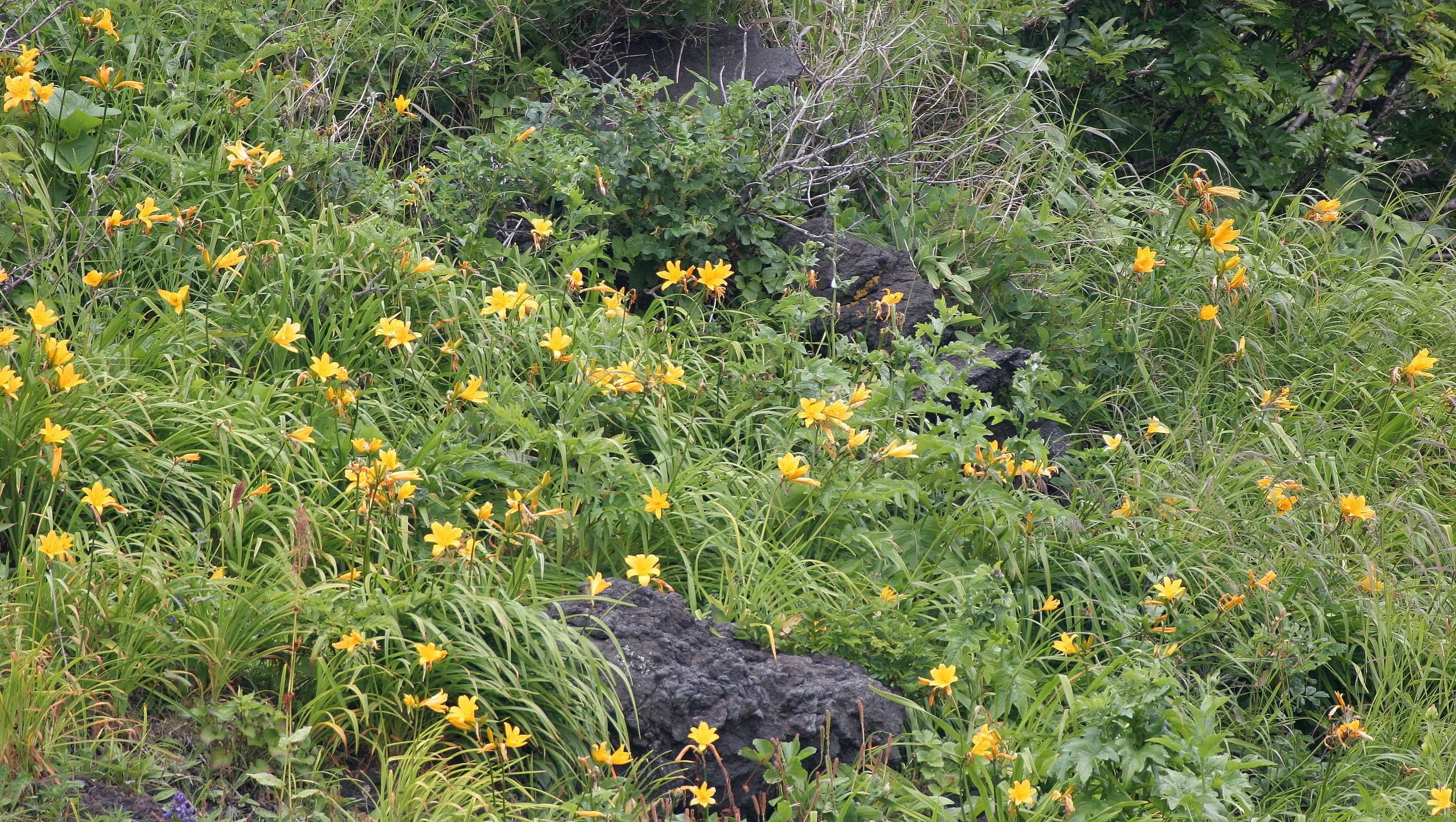 KURIL ISLANDS - FLORA  (18).jpg