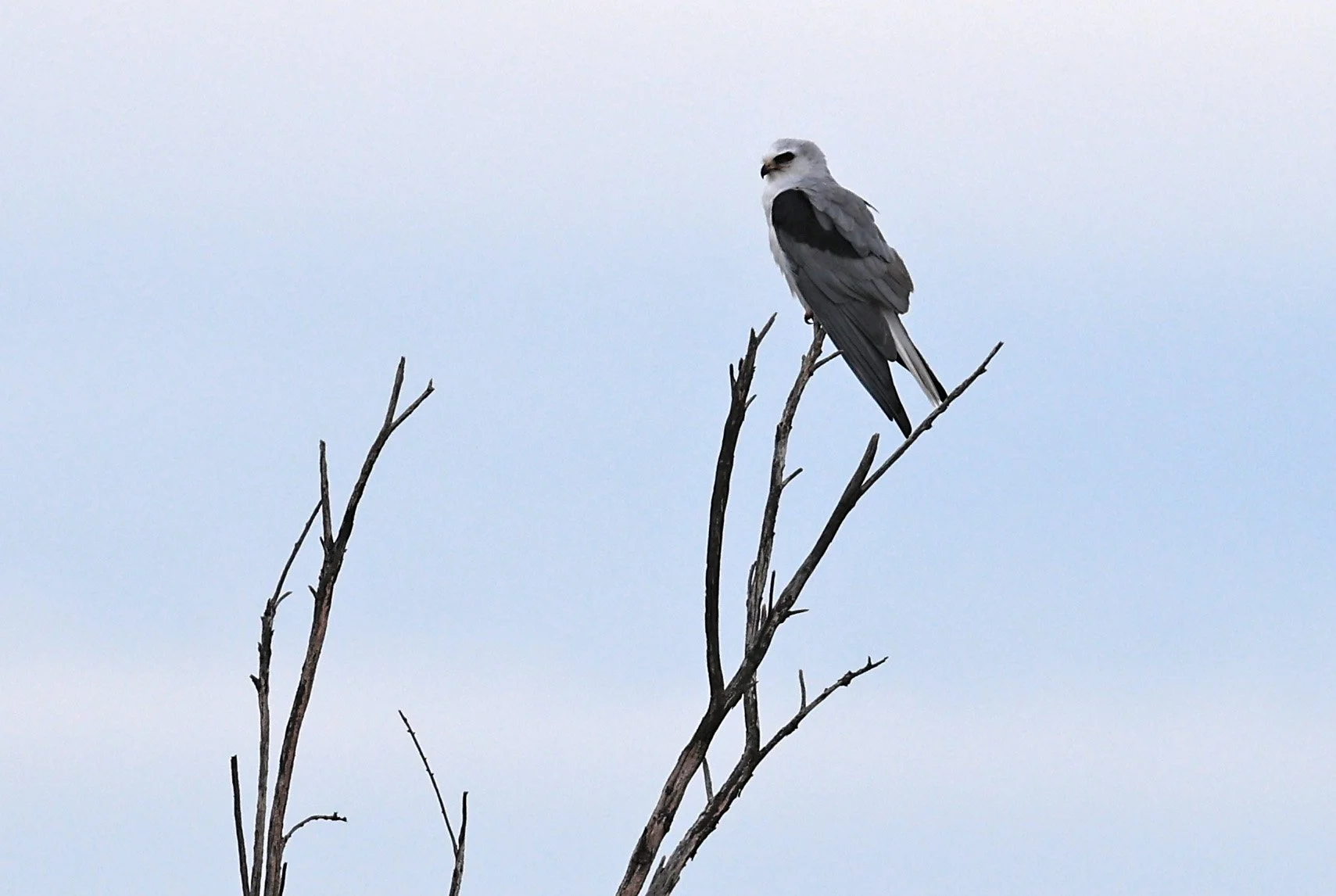 White-tailed Kite (Elanus leucurus)
