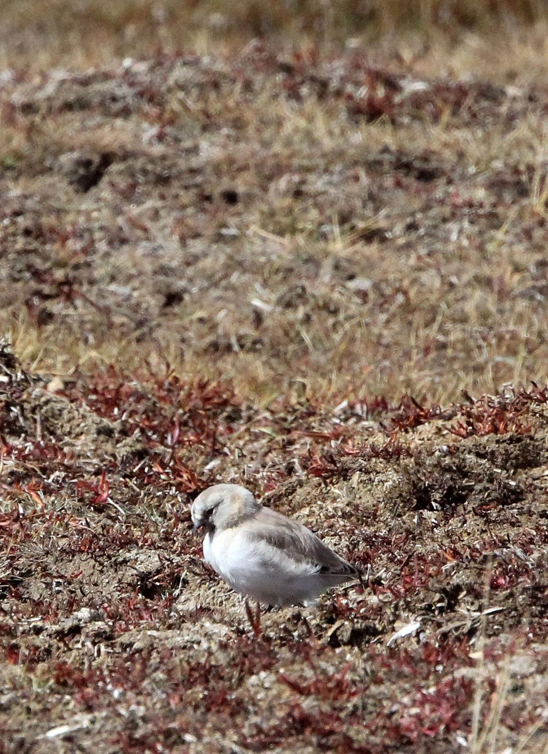 Mongolian Finch (Bucanetes mongolicus) Ku Hai Laike, Qinghai China (8).JPG