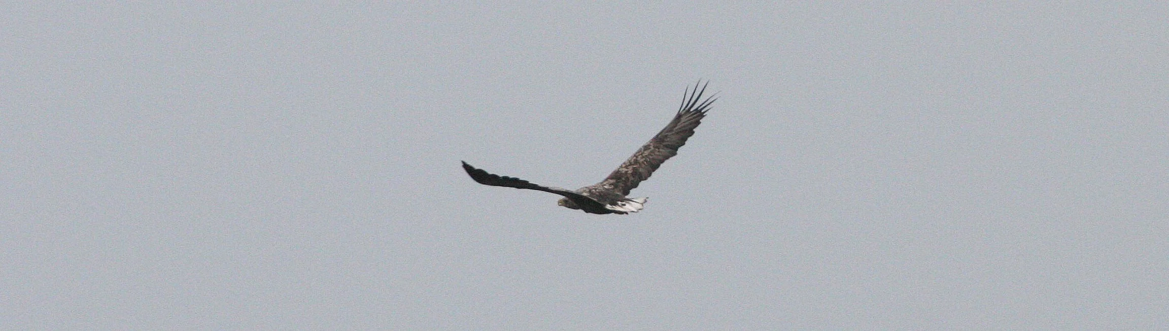 Haliaeetus albicilla - WHITE-TAILED SEA EAGLE - HORNOYA NORWAY (4).jpg