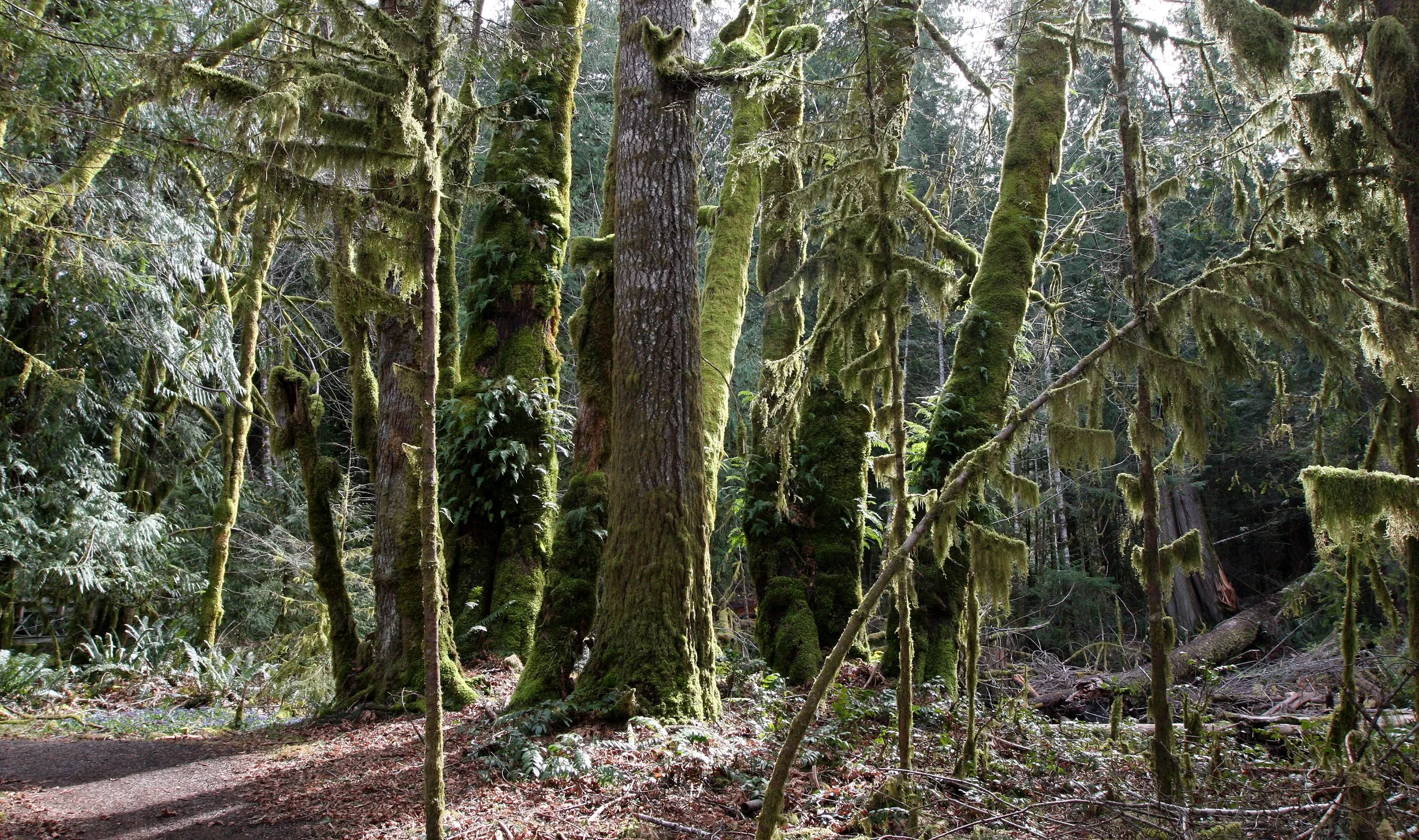 BARNES POINT FOREST - FOREST VIEWS - OLYMPIC NATIONAL PARK (2).JPG
