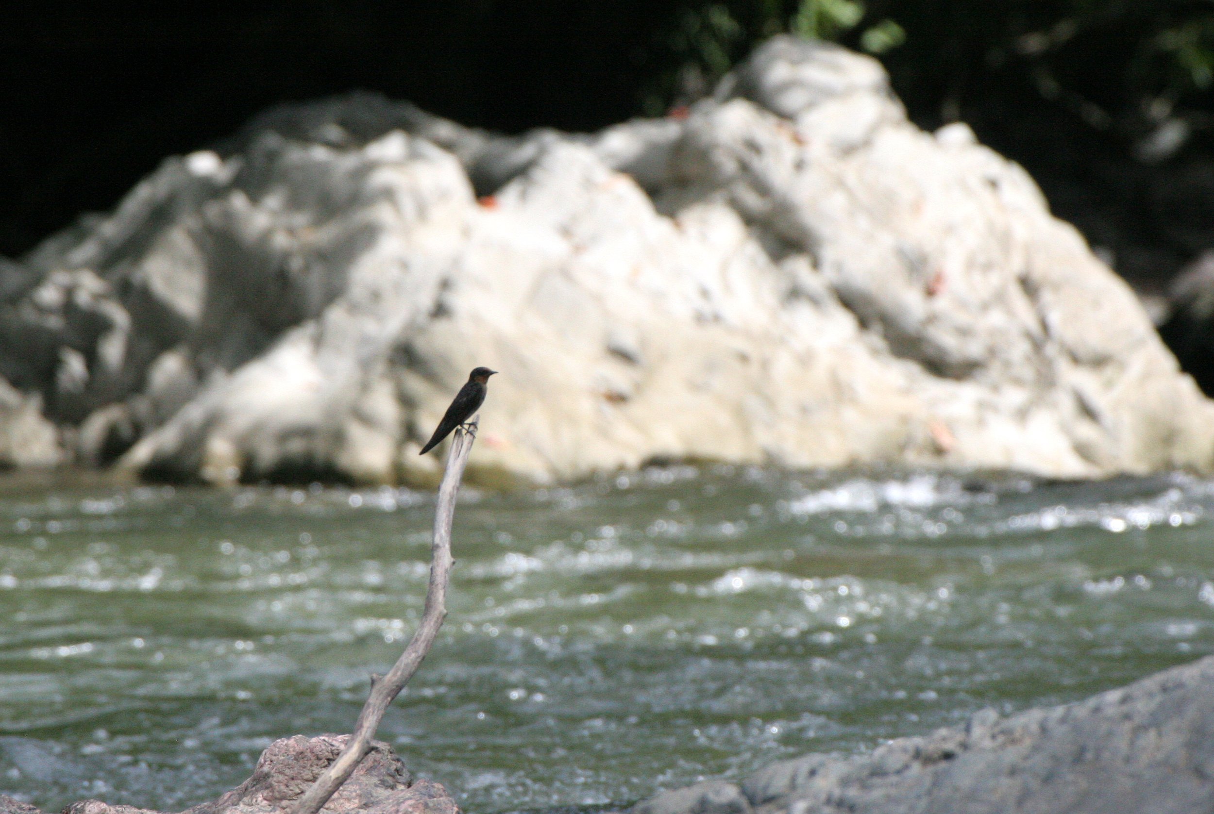 Barn Swallow (Hirundo rustica) Danum Valley Borneo (1).JPG
