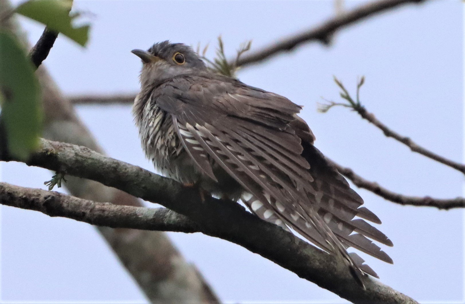 Indian Cuckoo (Cuculus micropterus) Kaeng Krachan NP Thailand (5).jpg