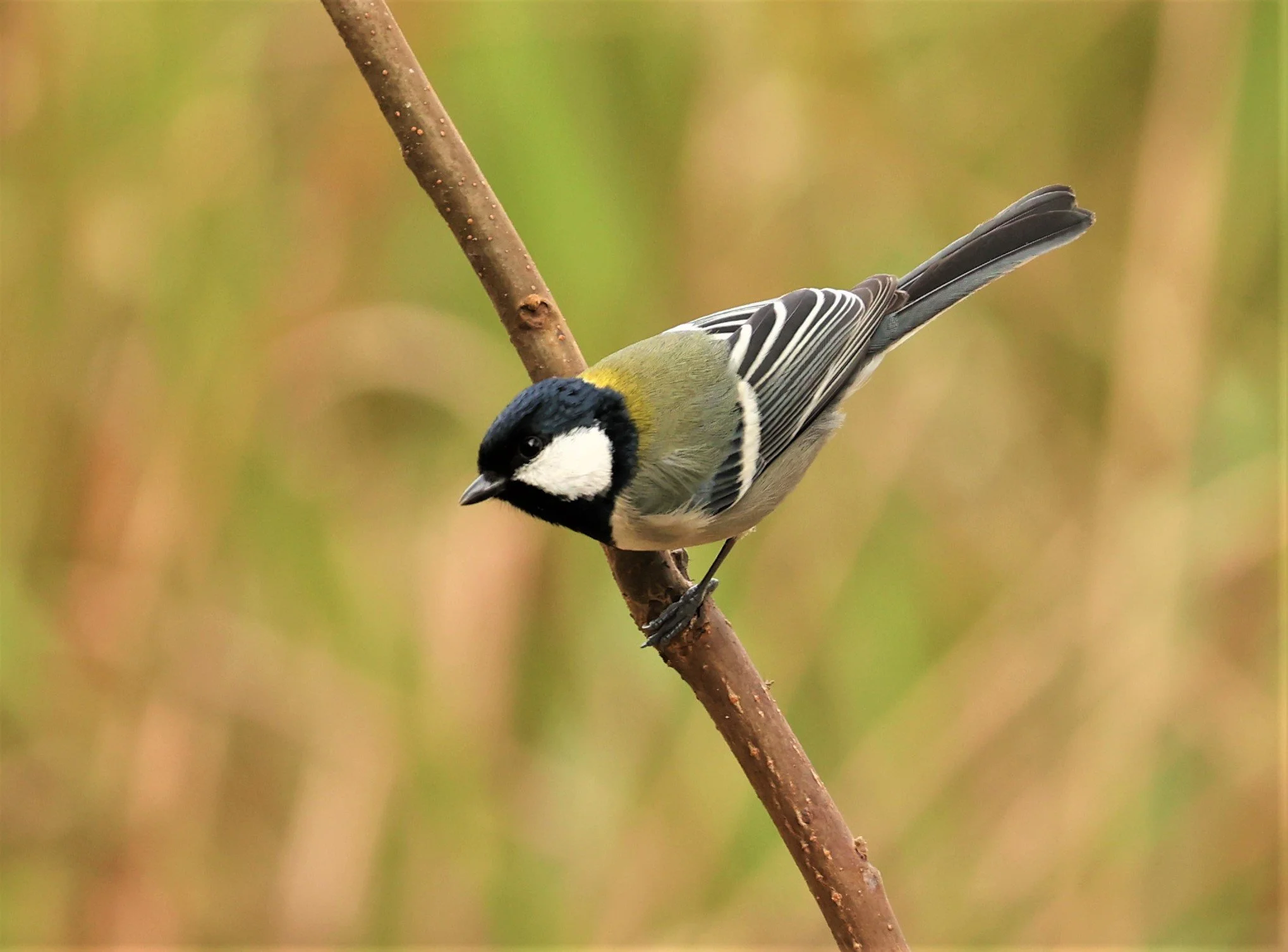 Parus Funereus Genus Parus Tits — Coke Smith Wildlife