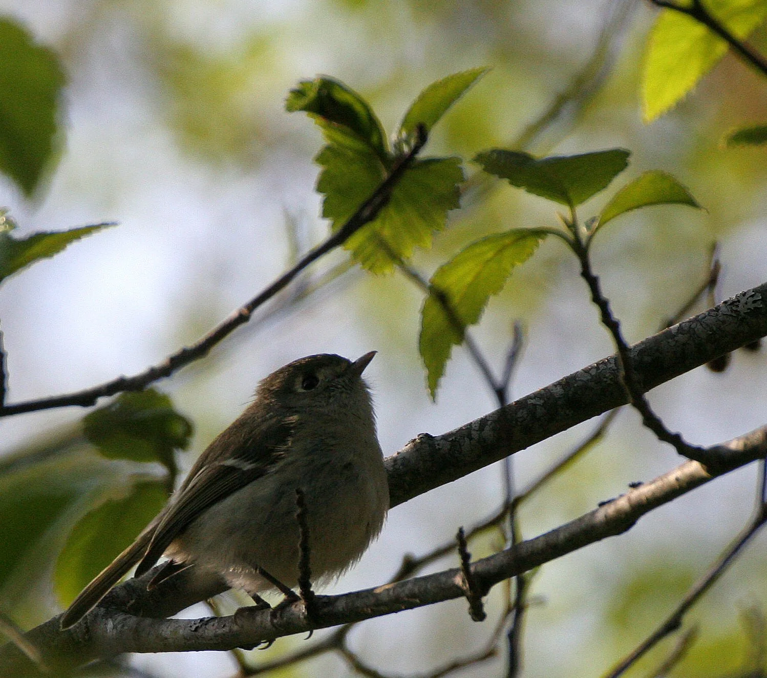 Hutton's Vireo (Vireo huttoni) Lake Farm Olympic Peninsula Washington (35).JPG