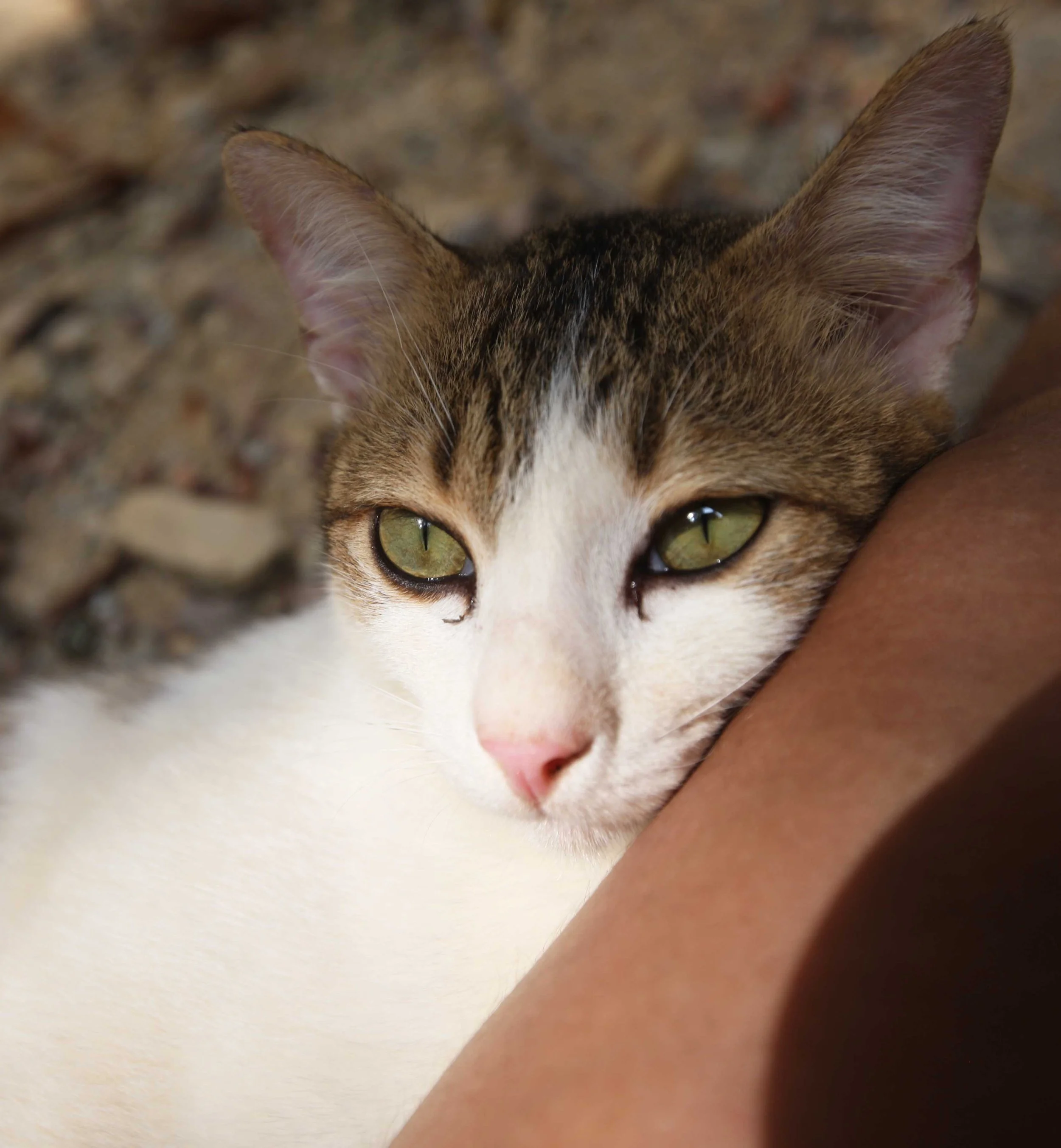 2015 Koh Lanta Songkran with friends from ISB (56).JPG