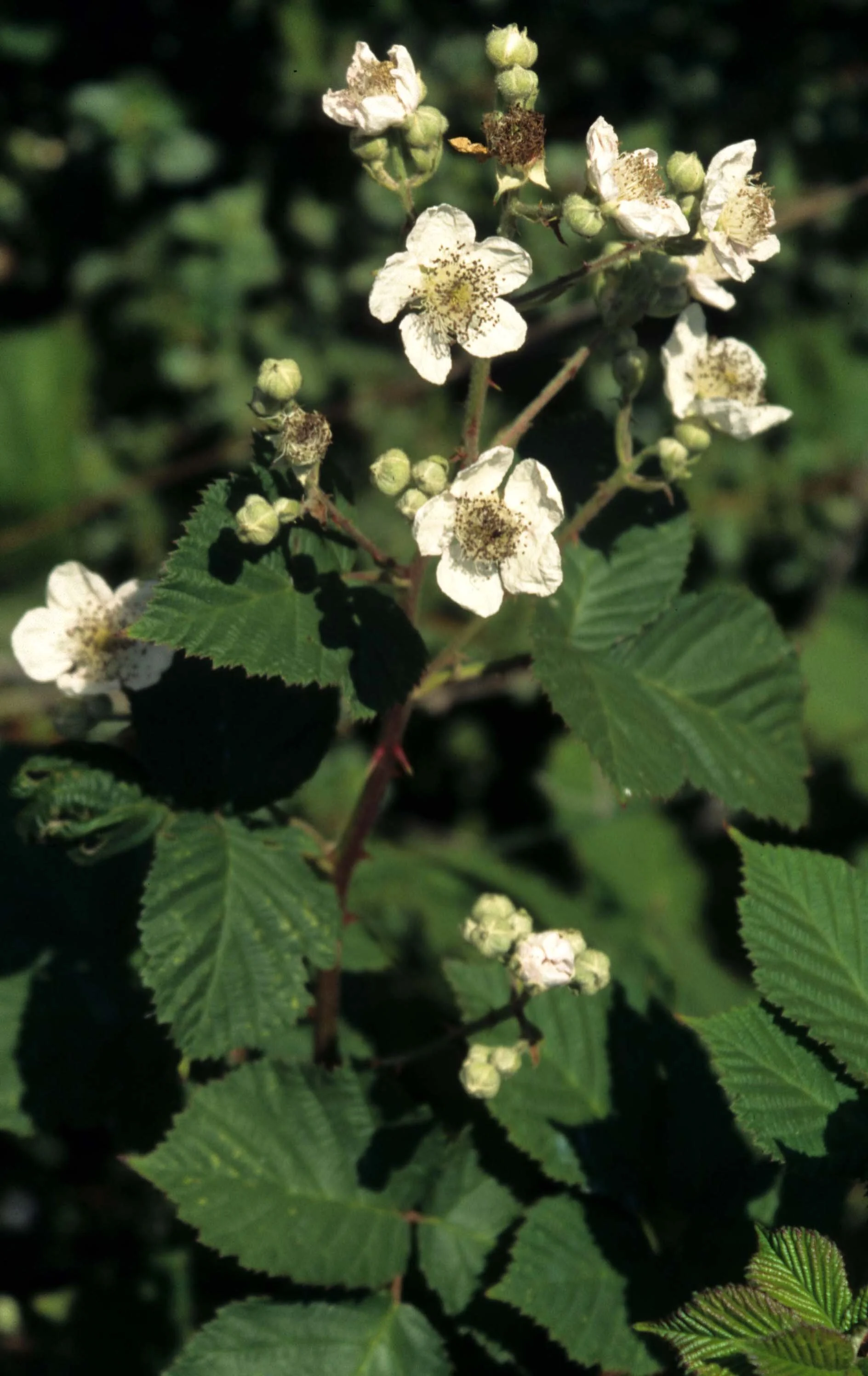 CALIFORNIA - REDWOODS NP - RIBES SPECIES - BLACKBERRY.jpg