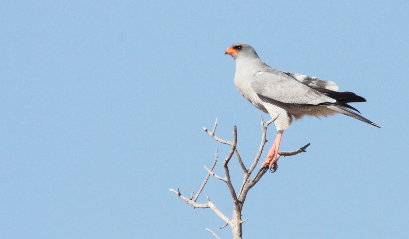 Melierax canorus - SOUTHERN PALE CHANTING GOSHAWK - KGALAGADI NATIONAL PARK SOUTH AFRICA (4).JPG