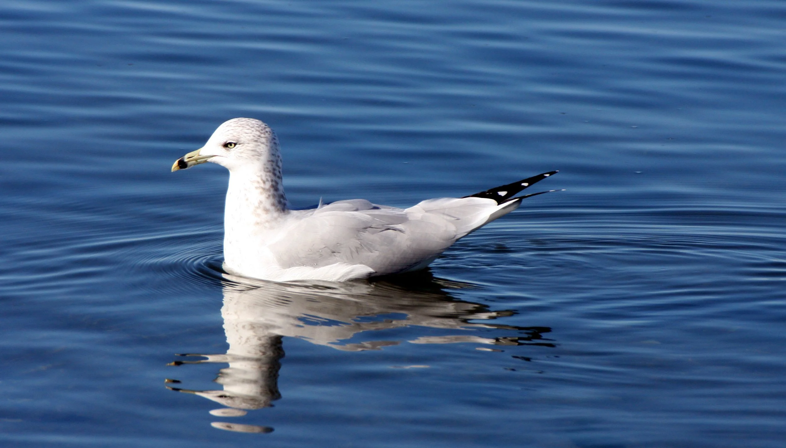 BIRD - GULL - RING-BILLED GULL - SEQUIM BAY (2).JPG