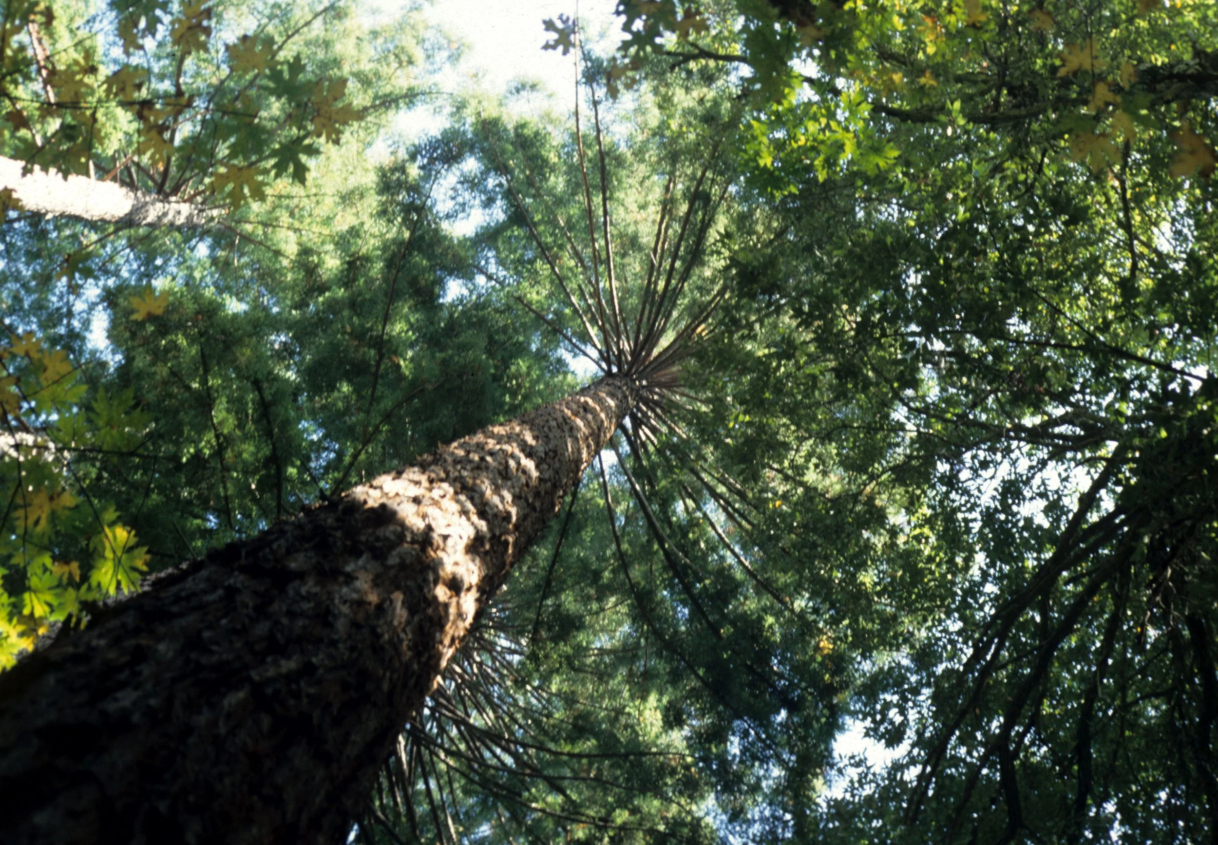 CALIFORNIA - REDWOODS NP - FOREST GIANTS (2).jpg
