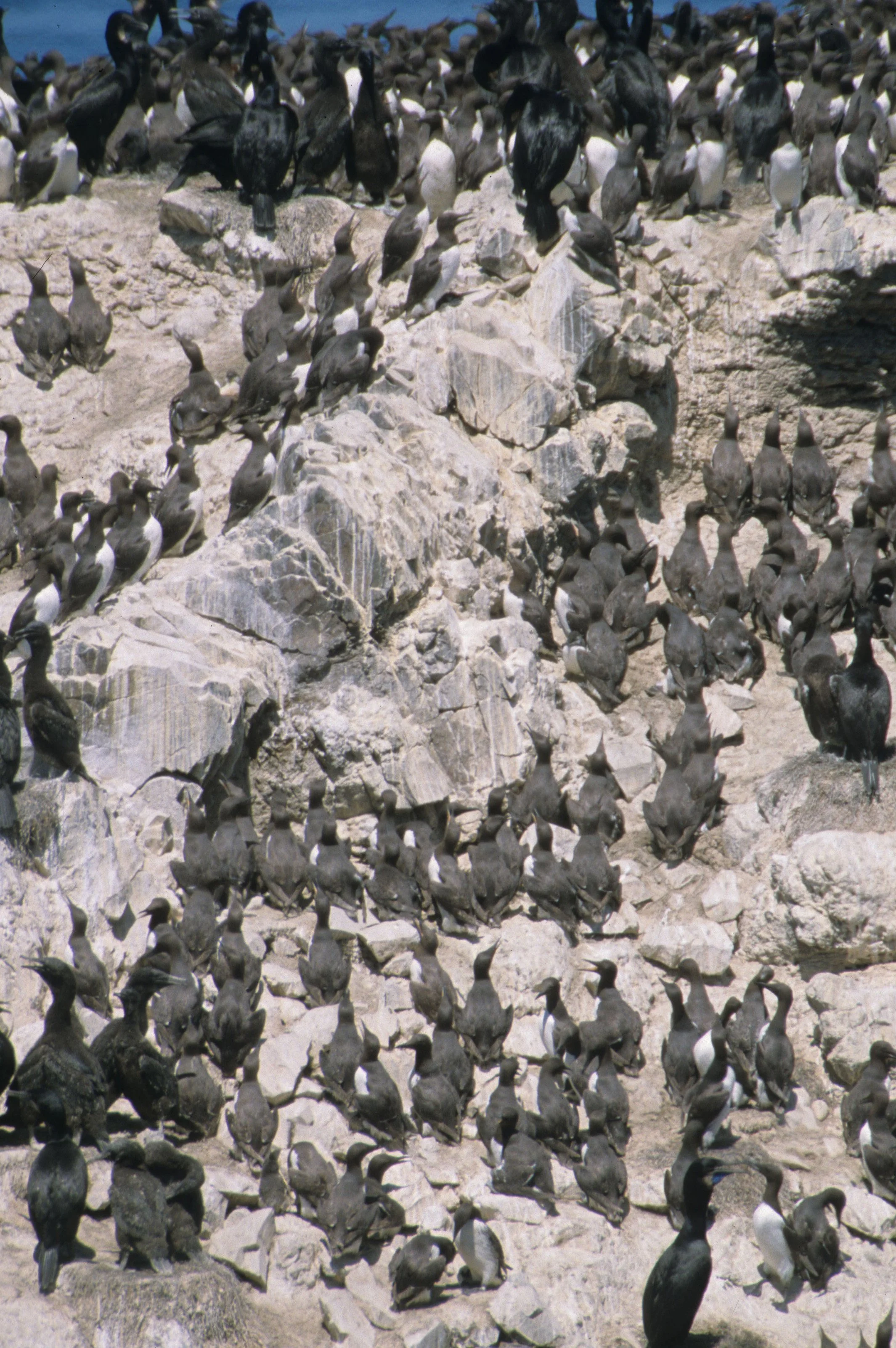Uria aalge - COMMON MURRE - YAQUINA HEAD OREGON (11).jpg