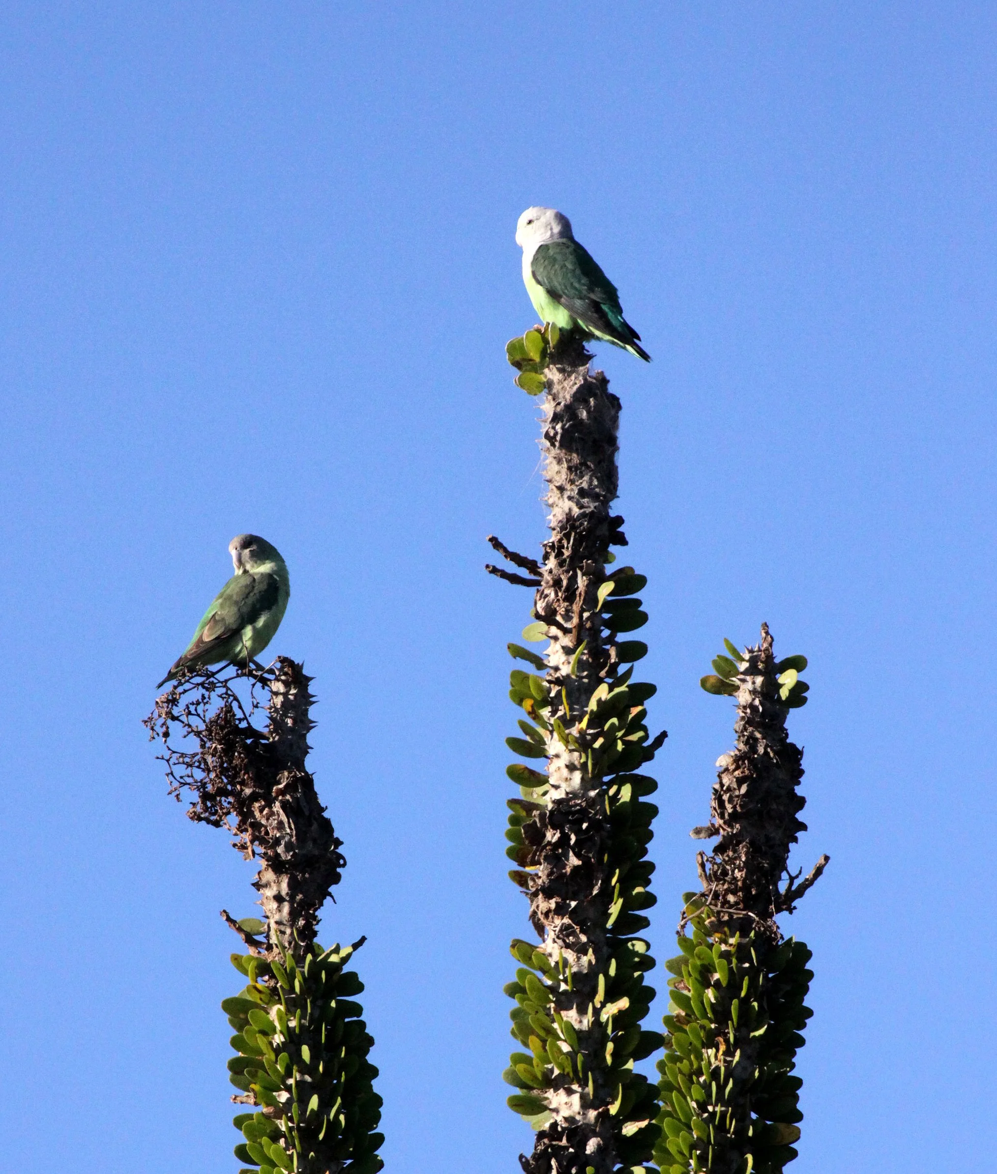 BIRD - PARROT - GREY-HEADED LOVEBIRD - AGAPORNIS CANA - BERENTY RESERVE MADAGASCAR (6).JPG