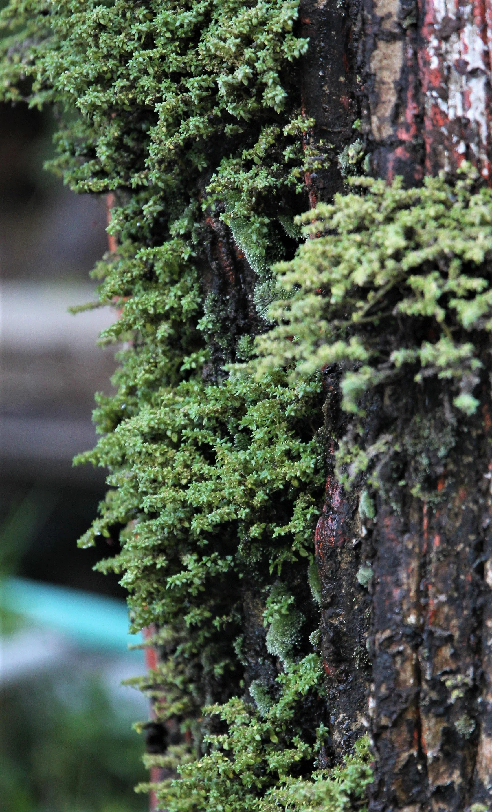 Dozens of species of Bryophytes can be found in the Hill Evergreen Forests of Thailand.