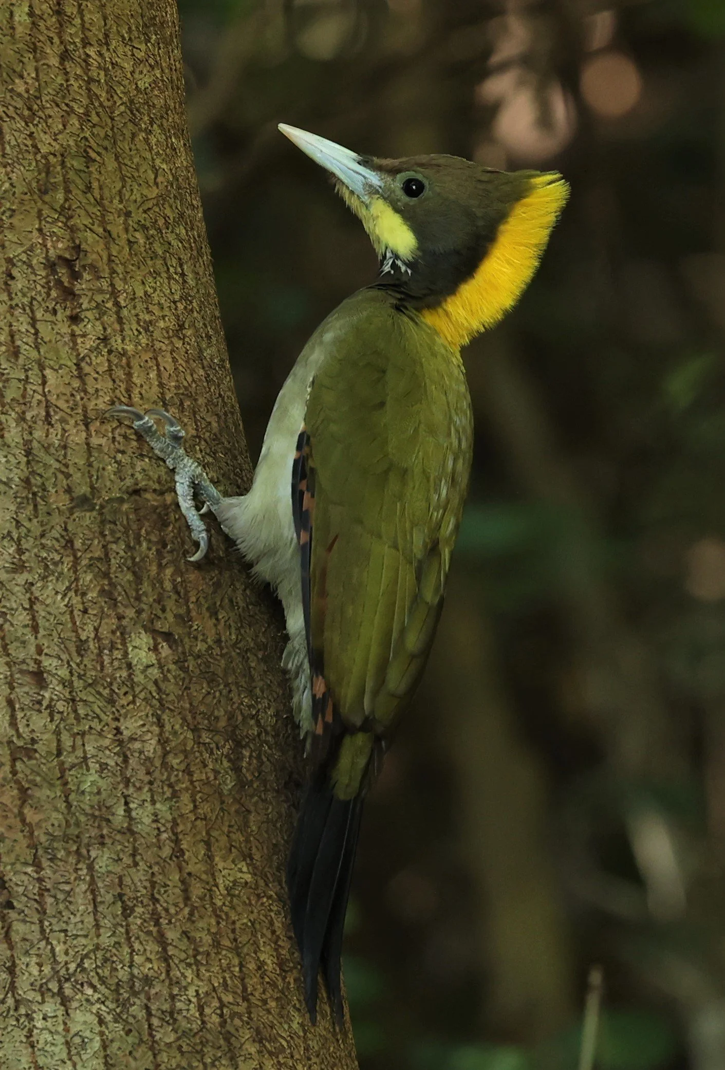 WOODPECKER - GREATER YELLOWNAPE - Chrysophlegma flavinucha - PETCHABURI PROVINCE - NUY HIDE NEAR KAENG KRACHAN JAN 2022 (42).JPG