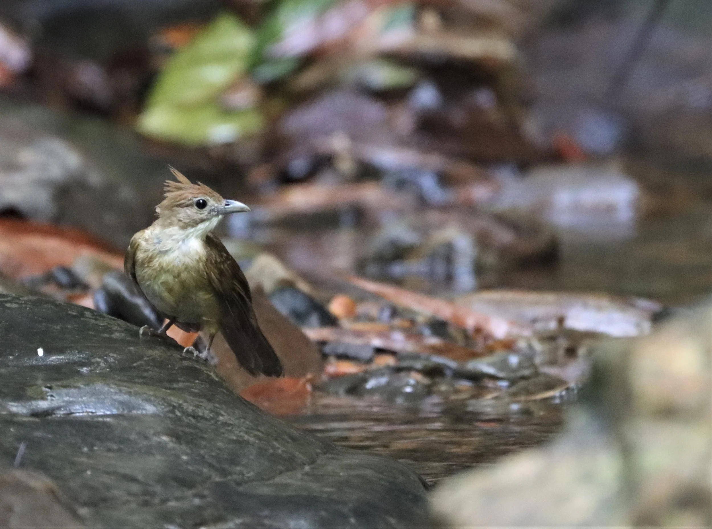 BULBUL - OCHRACEOUS BULBUL - Alophoixus ochraceus - SI PHANG NGA NATIONAL PARK (14).jpg