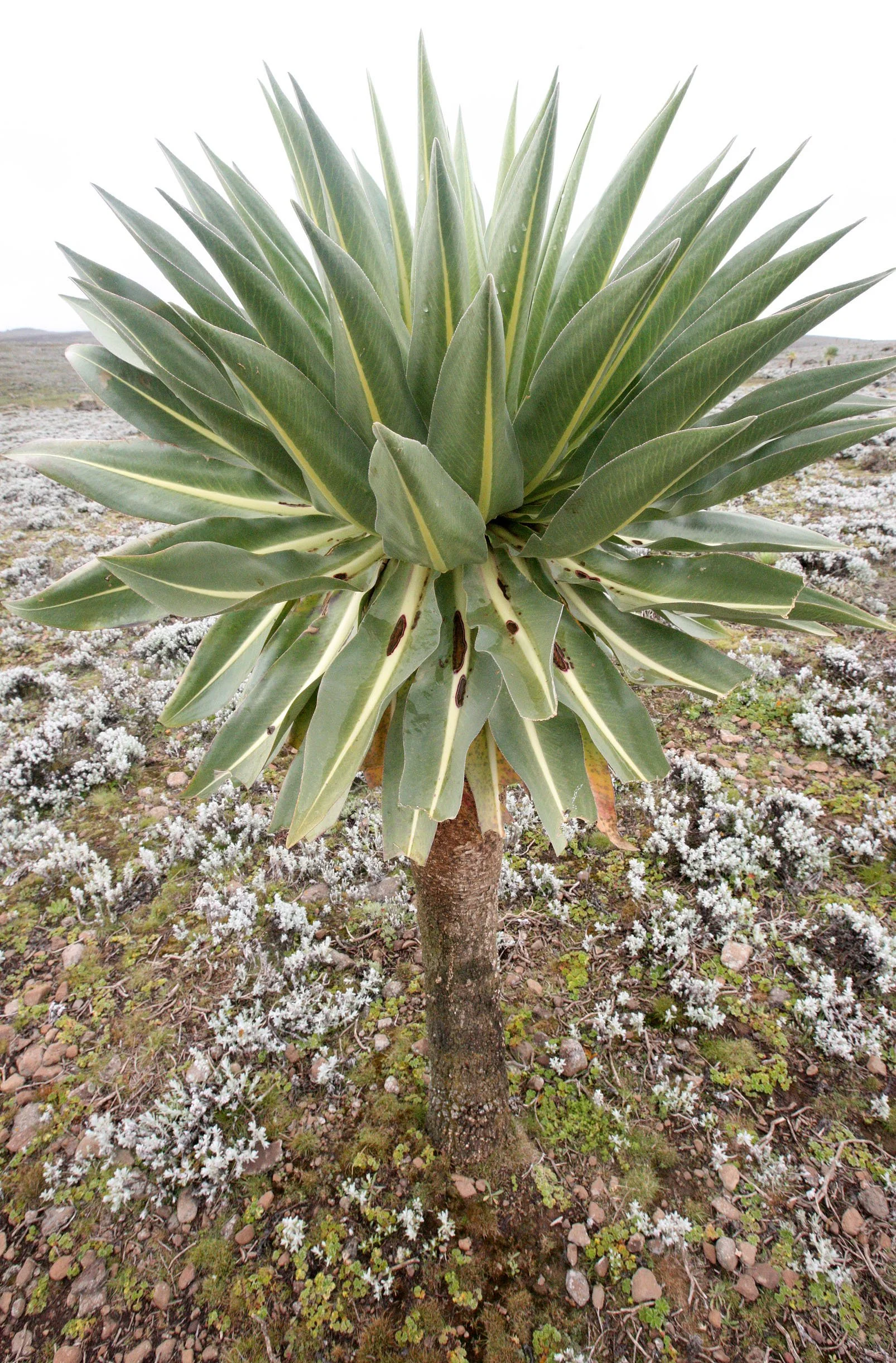 BALE MOUNTAINS NATIONAL PARK ETHIOPIA - SANETTI PLATEAU (32).JPG