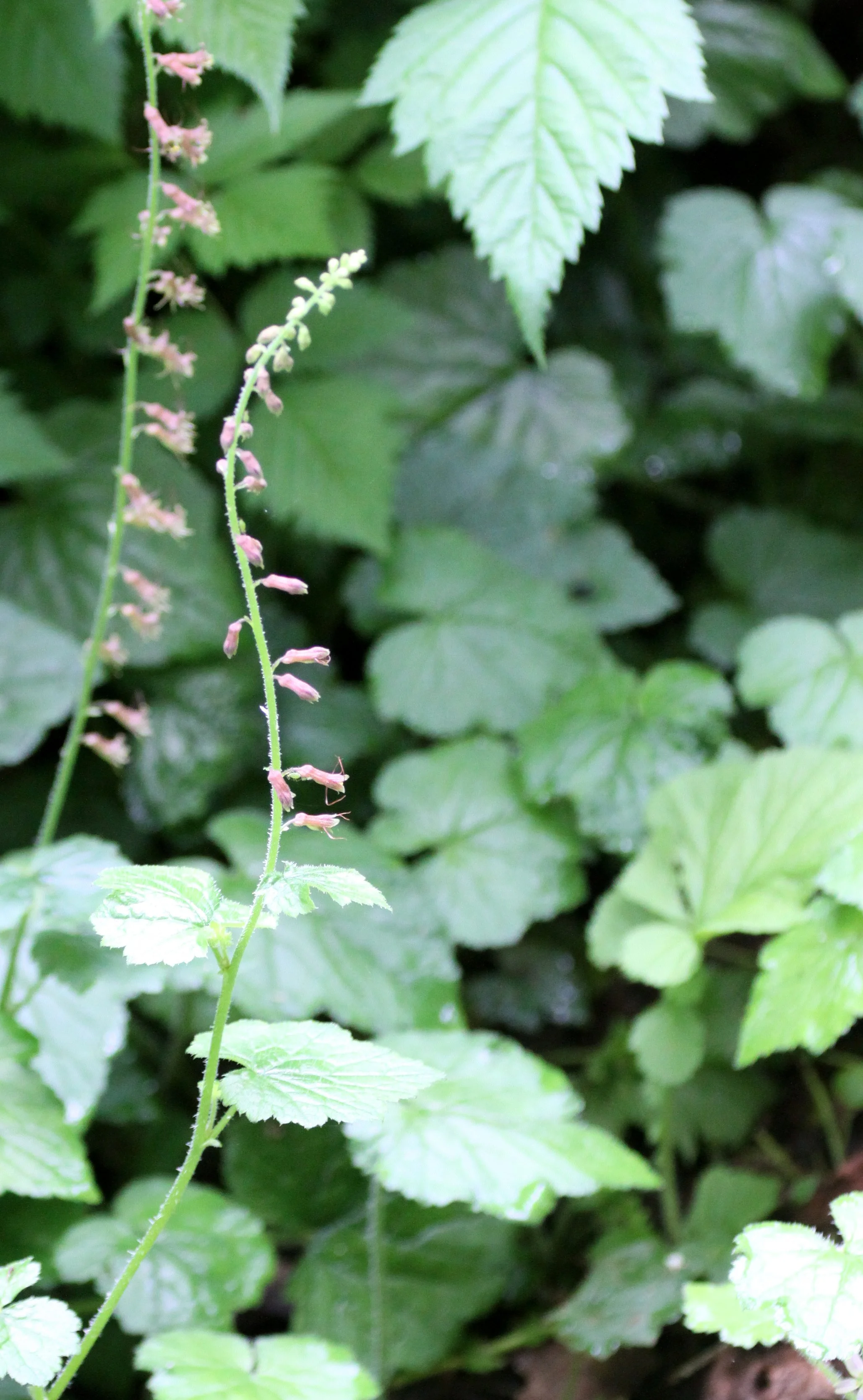 SAXIFRAGACEAE - SAXIFRAG SPECIES - THOMPSON SOUND BC.JPG