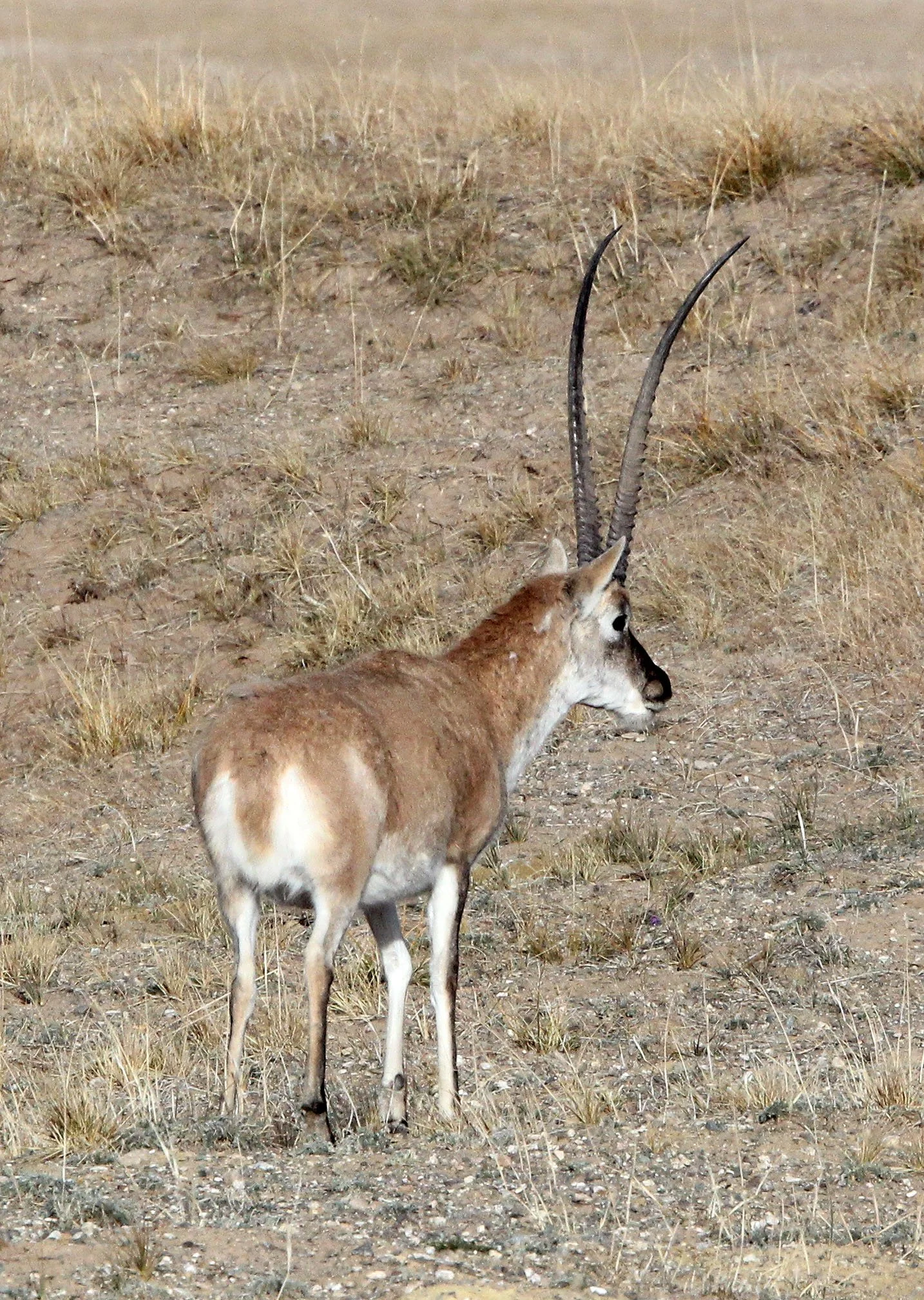 TIBETAN ANTELOPE -  Pantholops hodgsonii - KEKEXILI NATIONAL RESERVE - QINGHAI PROVINCE - CORE AREA (150).JPG