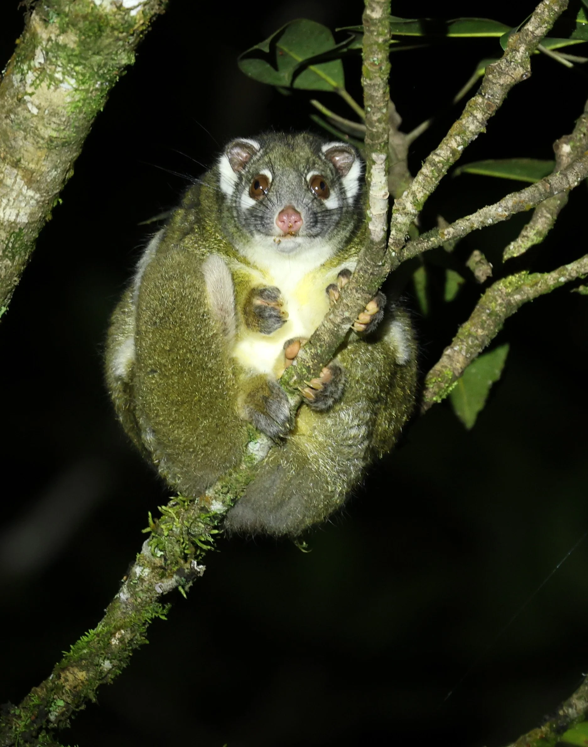 Green Ringtail Possum (Pseudochirops archeri) Mount Hypipamee Crater NP & Vicinity - Queensland 