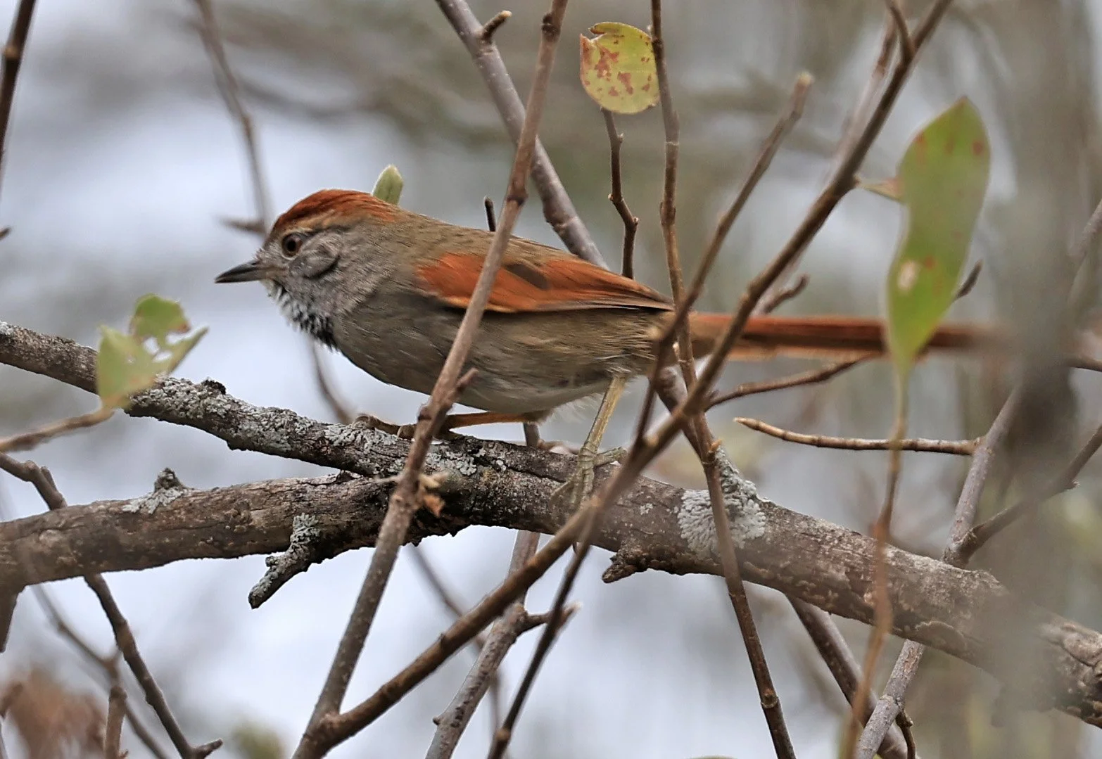 Sooty-fronted Spinetail (Synallaxis frontalis) La Patria Sideroads Paraguay (8).jpg