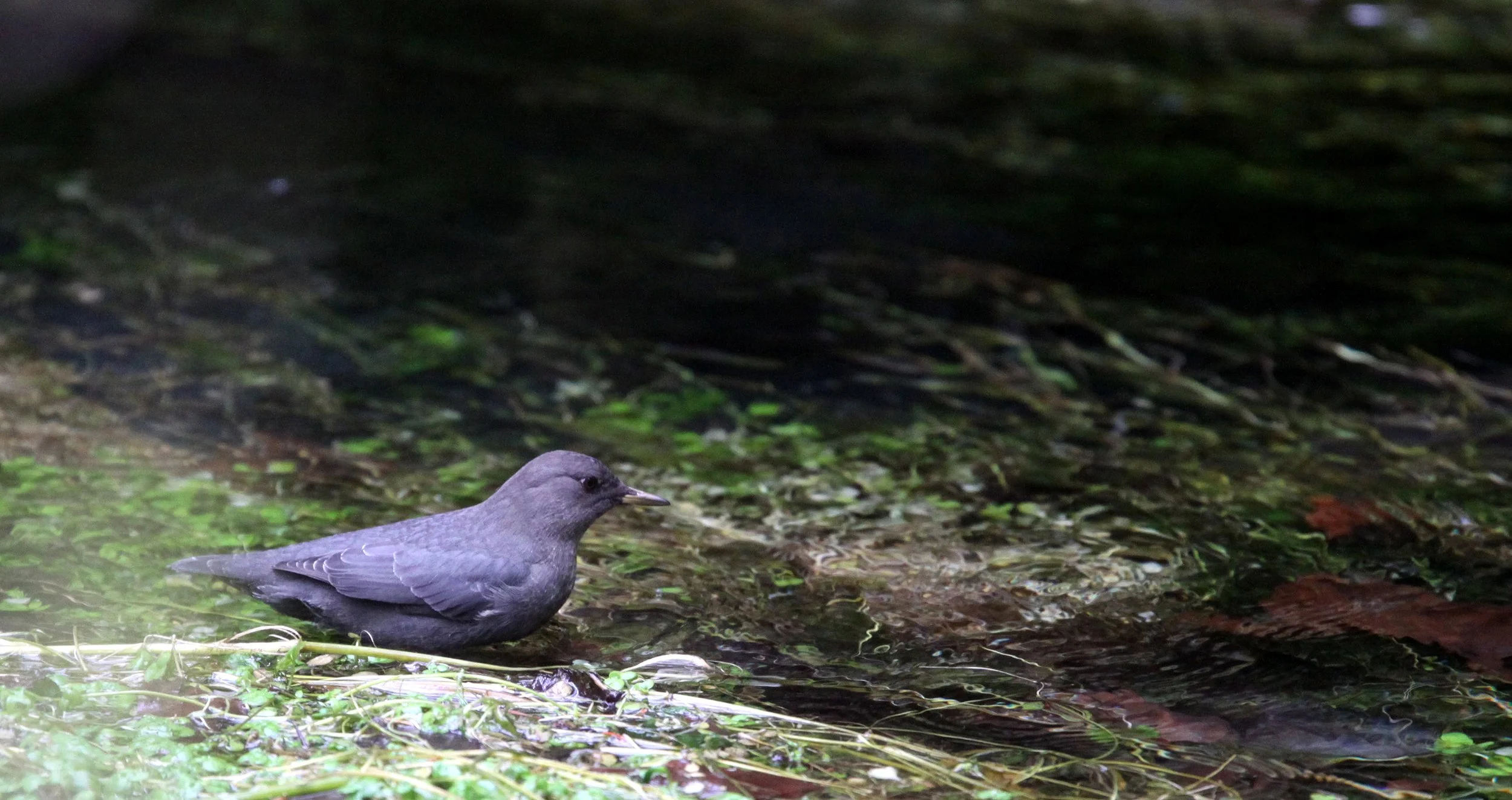 American dipper (Cinclus mexicanus) Hoh Rainforest Washington State (4).JPG