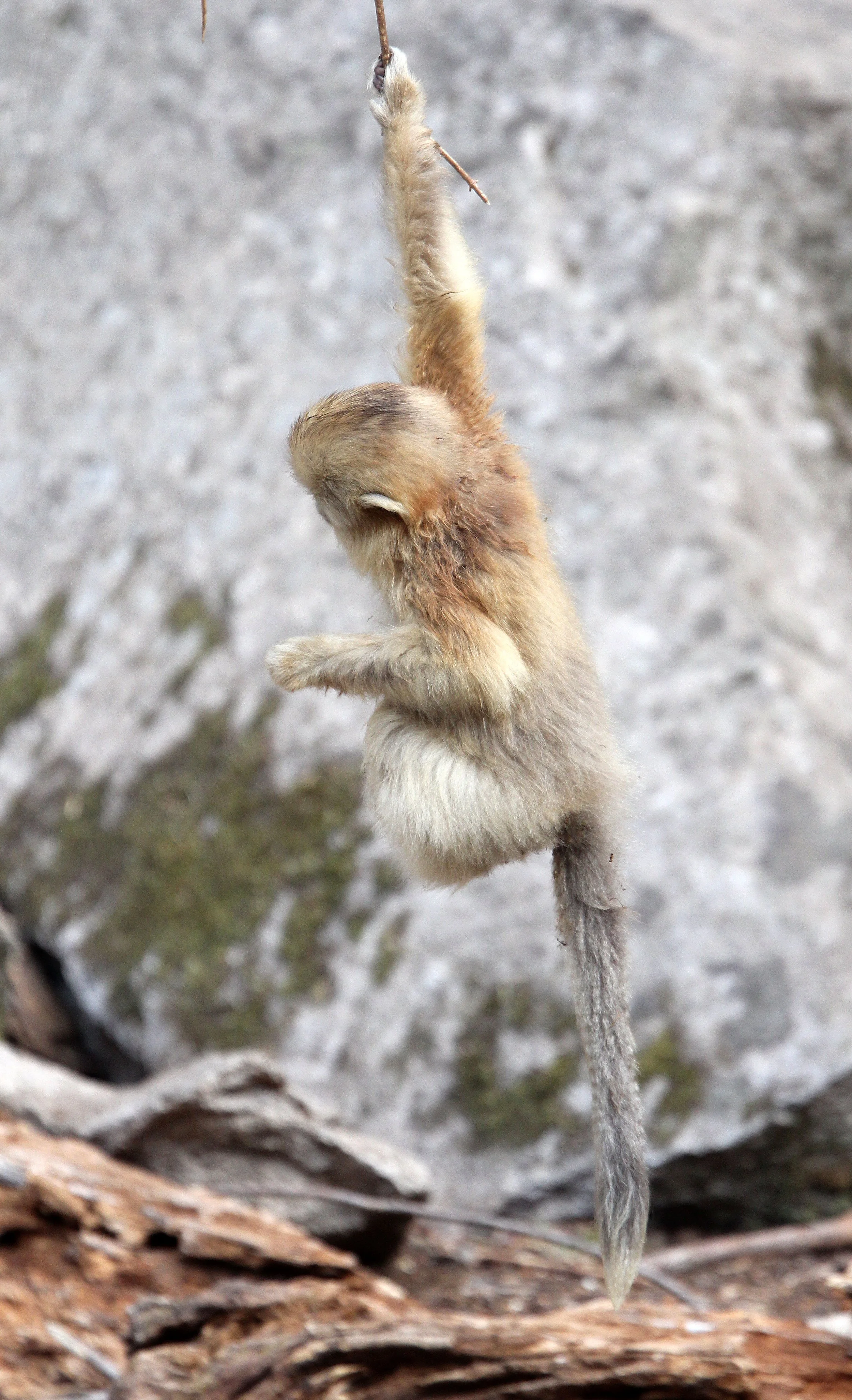CERCOPITHECIDAE - Rhinopithecus roxellana qinlingensis - QINLING GOLDEN SNUB-NOSED MONKEY - FOPING NATURE RESERVE, SHAANXI CHINA (202).JPG
