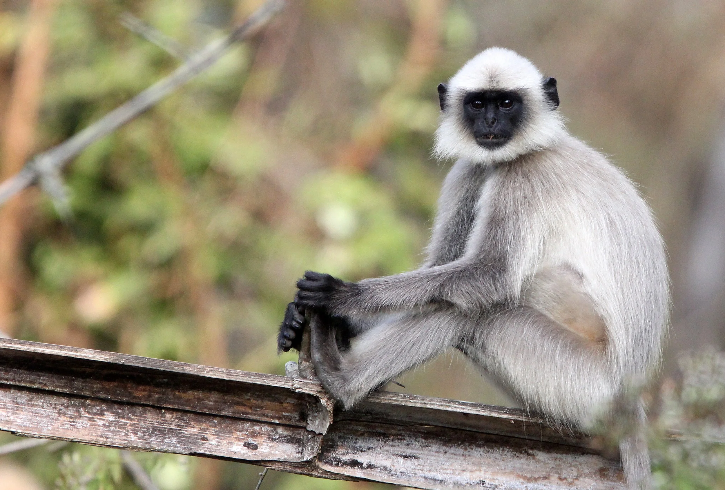 CERCOPITHECIDAE - Semnopithecus hypoleucos iulus - MALABAR SACRED (BLACK-FOOTED) LANGUR - THOLPETTY RESERVE WAYANAD KERALA INDIA (47).JPG