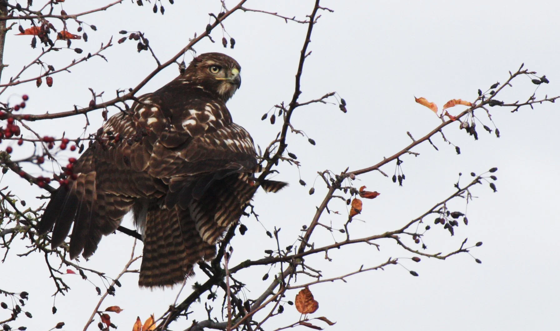 BIRD - HAWK - RED-TAILED HAWK - JAMESTOWN WA (11).JPG