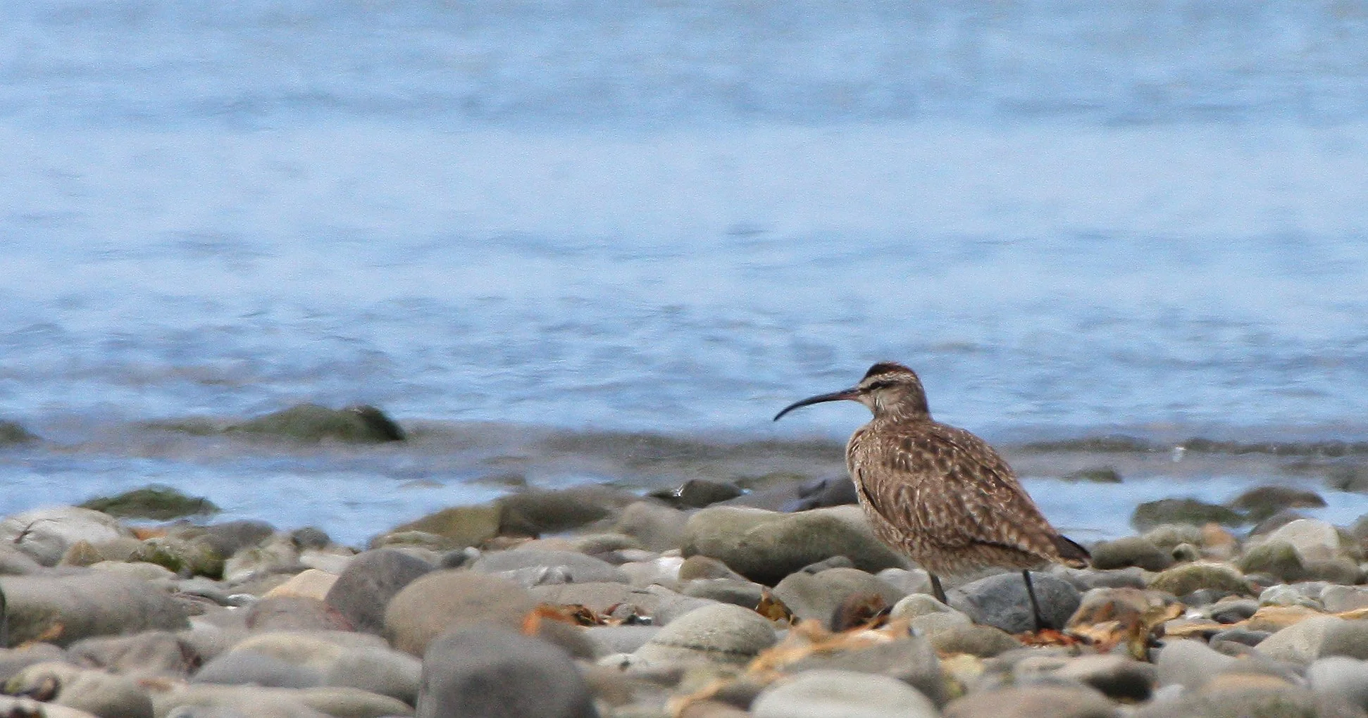 BIRD - WHIMBREL - ELWHA RIVER MOUTH WA (7).JPG