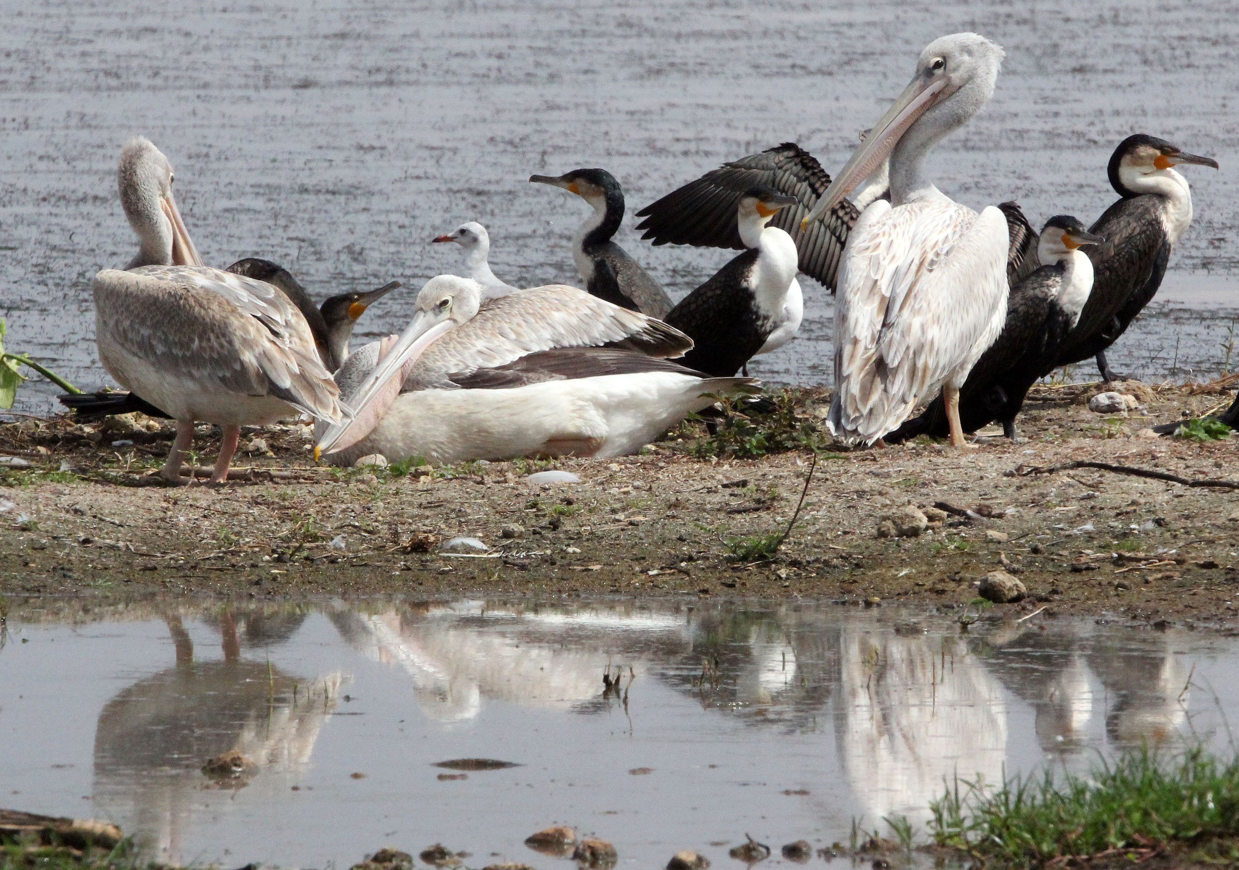 Pelecanus rufescens - PINK-BACKED PELICAN & PINK-BACKED PELICAN - LANGANO LAKE ETHIOPIA (8).JPG