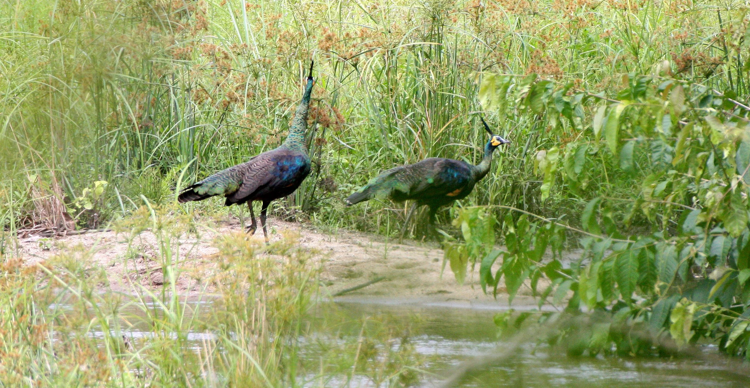 PHEASANT - GREEN PEAFOWL - Pavo muticus - HUAI KHA KHAENG THAILAND (24).JPG