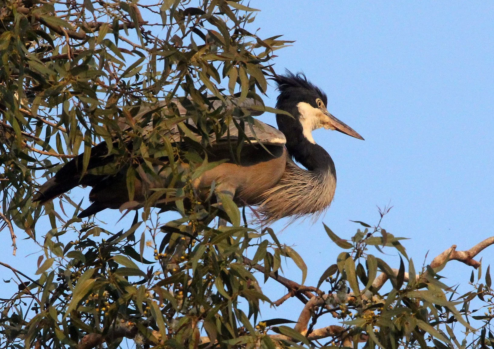 HERON - BLACK-HEADED HERON - Ardea melanocephala - NYUNGWE NATIONAL PARK RWANDA (9).JPG
