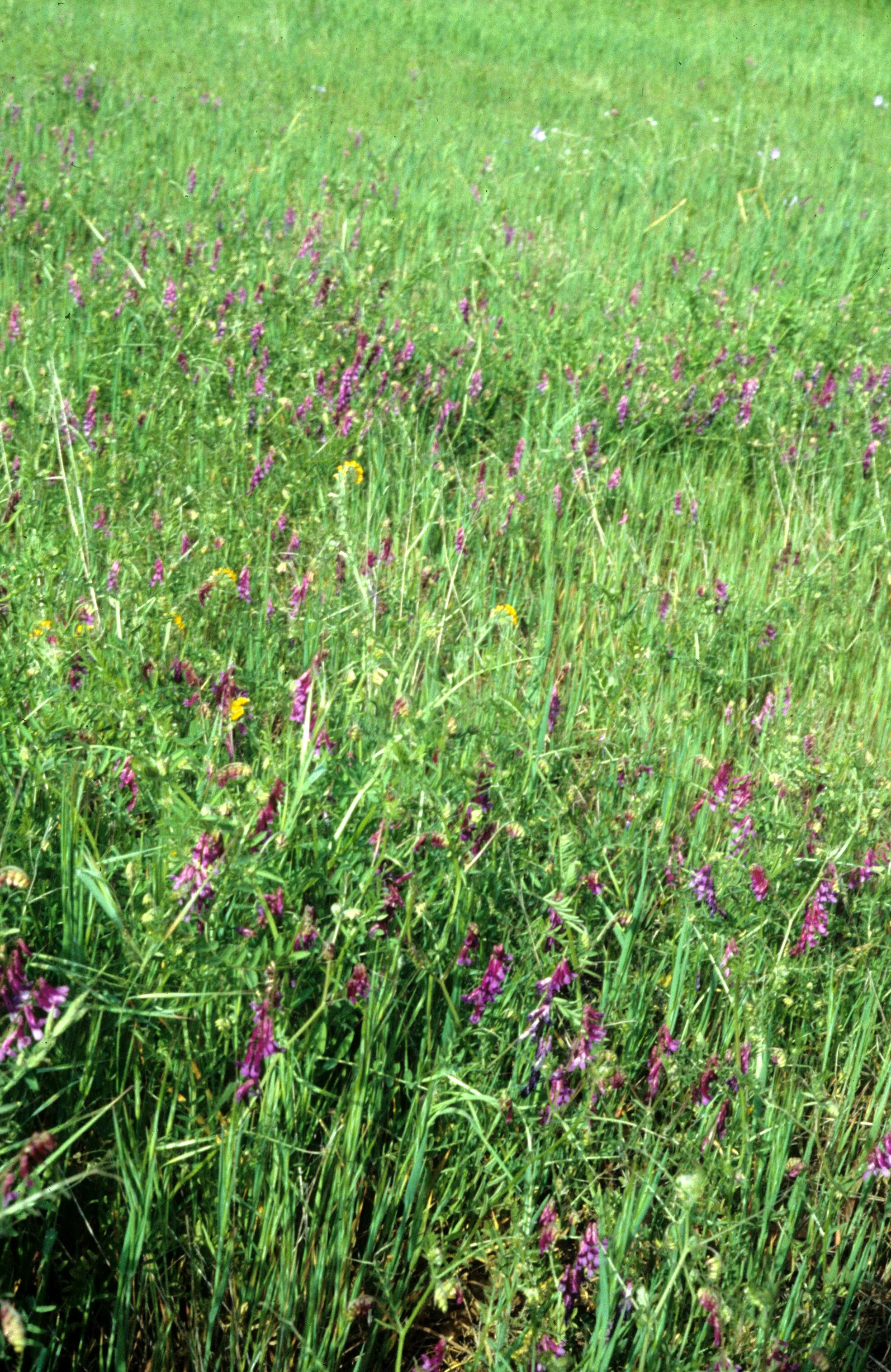 NEBRASKA - GRASSLANDS OF GREAT PLAINS.jpg