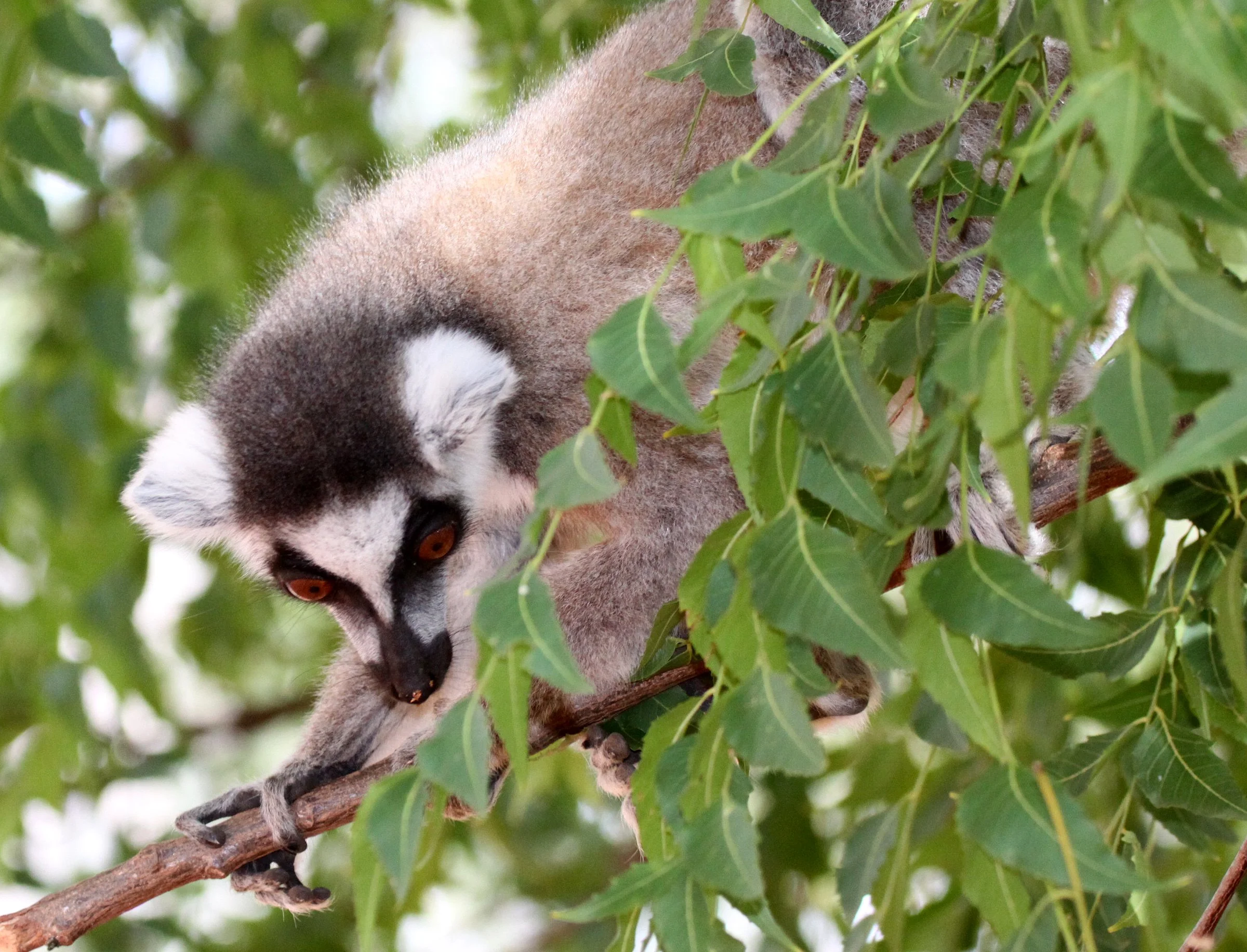 LEMURIDAE - Lemur catta - RING-TAILED LEMUR - BERENTY RESERVE MADAGASCAR (22).JPG