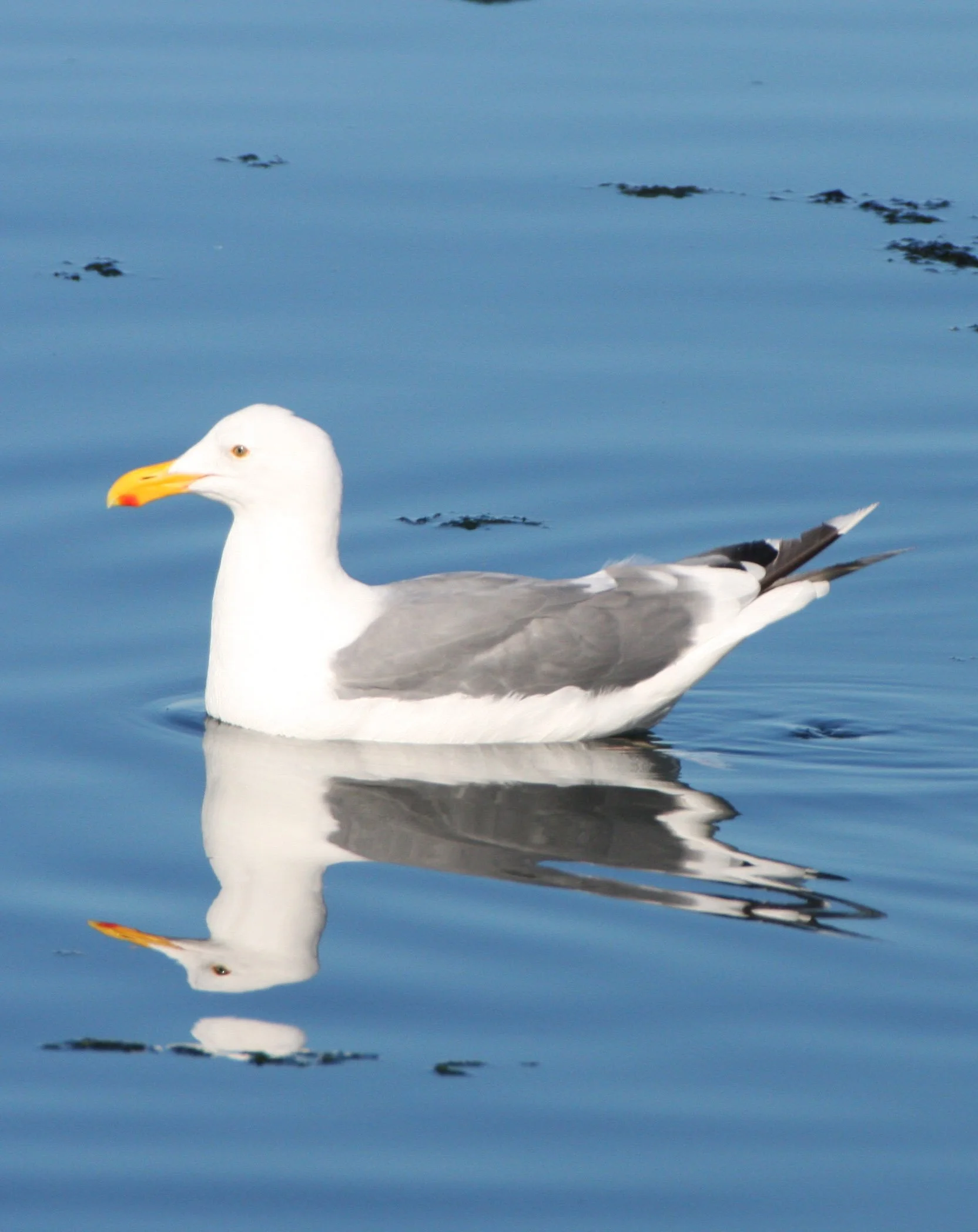BIRD - GULL - WESTERN GULL - SEQUIM BAY (7).JPG