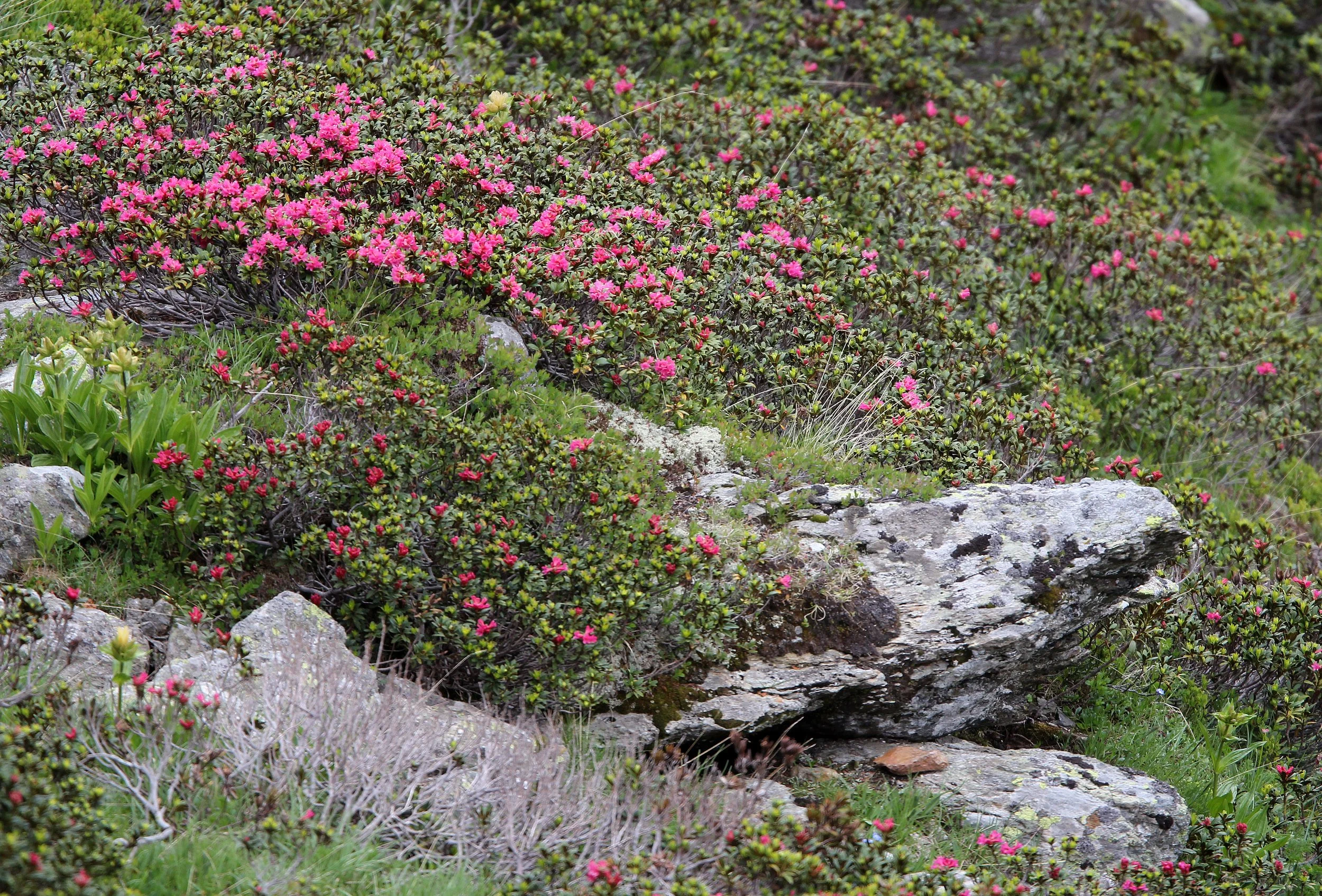 STELVIO NATIONAL PARK ITALY (124).JPG