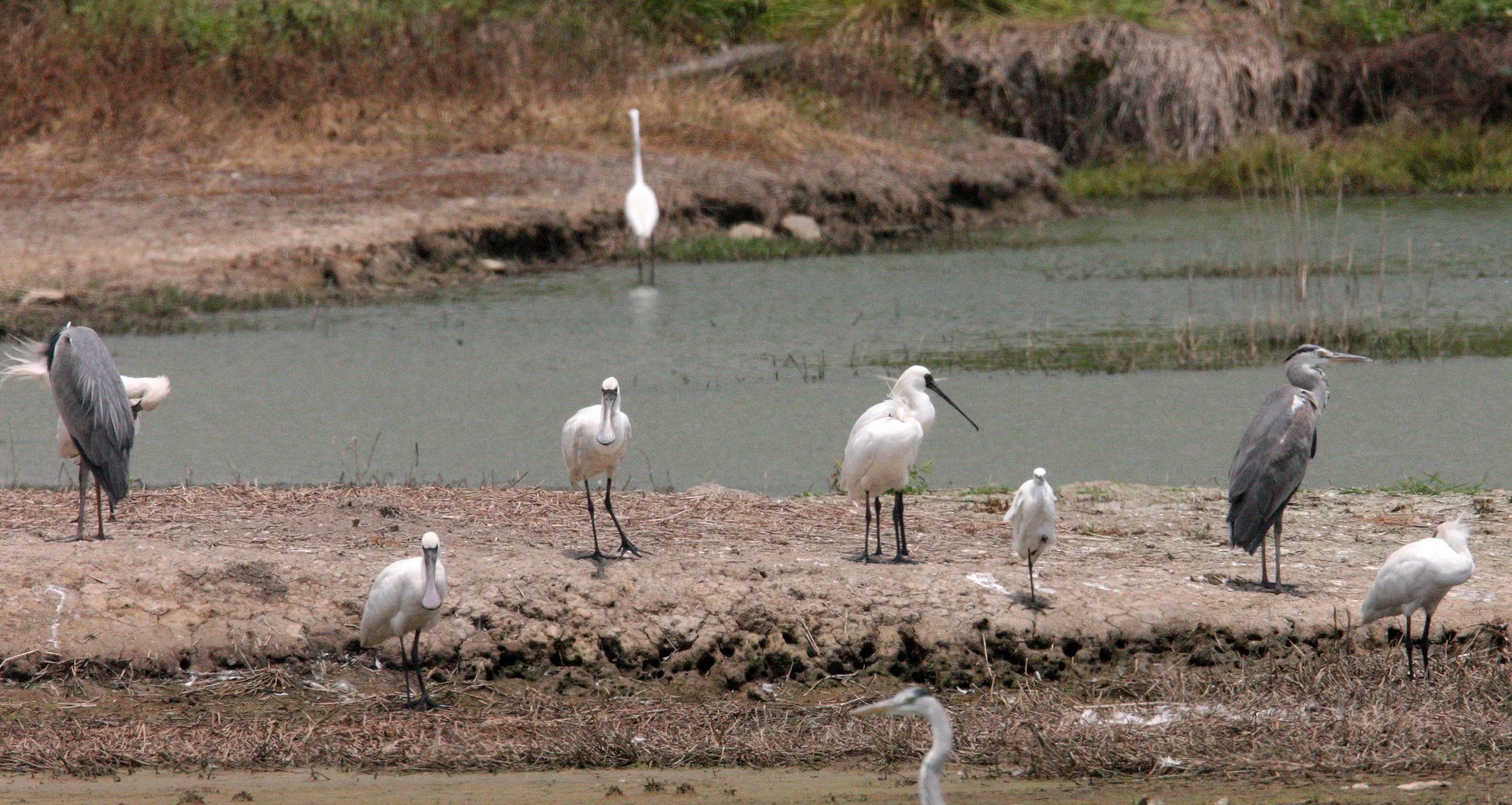 SPOONBILL - BLACK-FACED SPOONBILL - Platalea minor - MAI PO WETLANDS HONG KONG (82).JPG