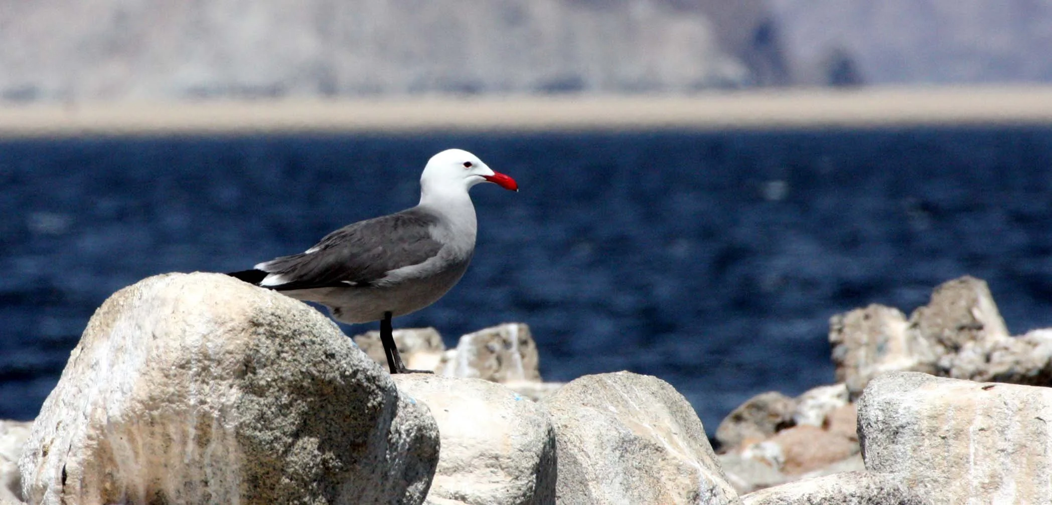 BIRD - GULL - HEERMANS GULL - BAHIA DE LOS ANGELES DESERT BAJA MEXICO (2).JPG