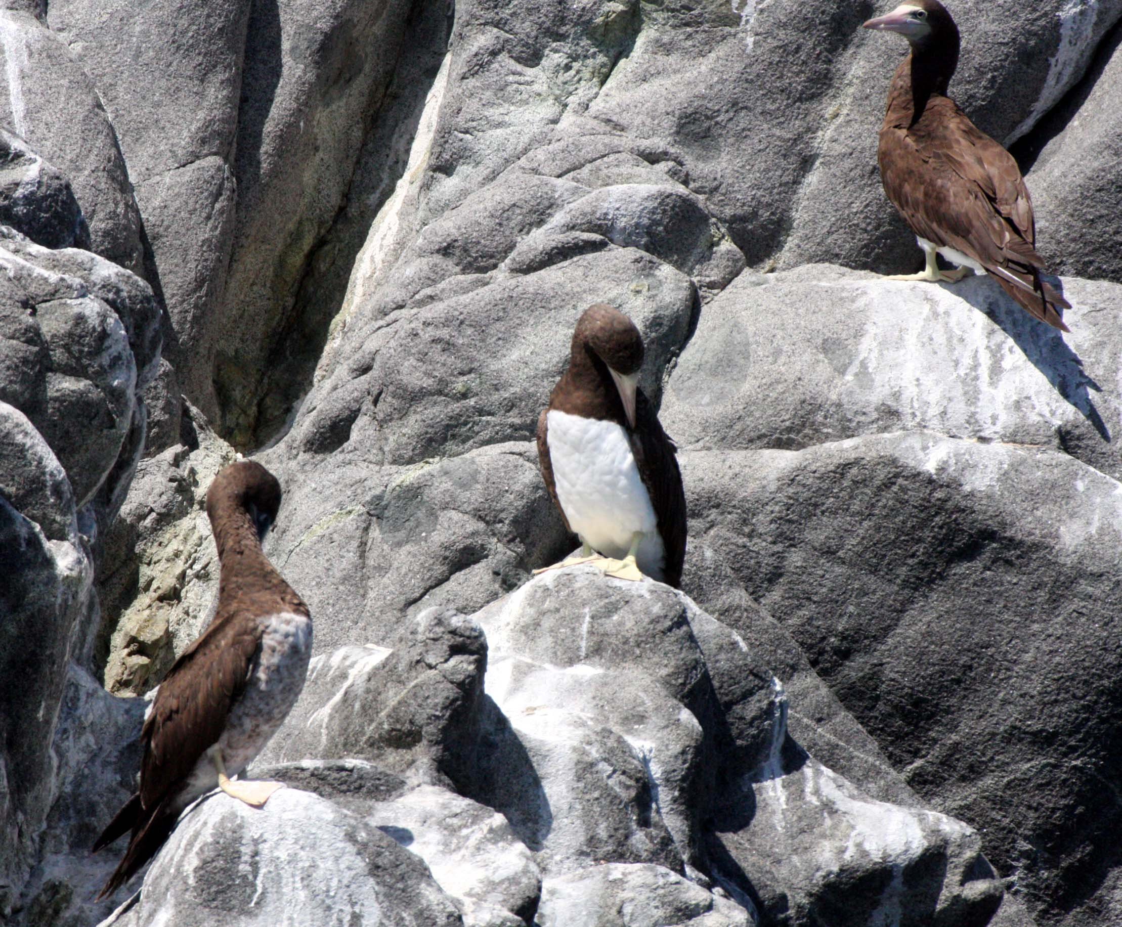 Brown Booby (Sula leucogaster) Santa Catalina Island Baja Mexico (12).JPG