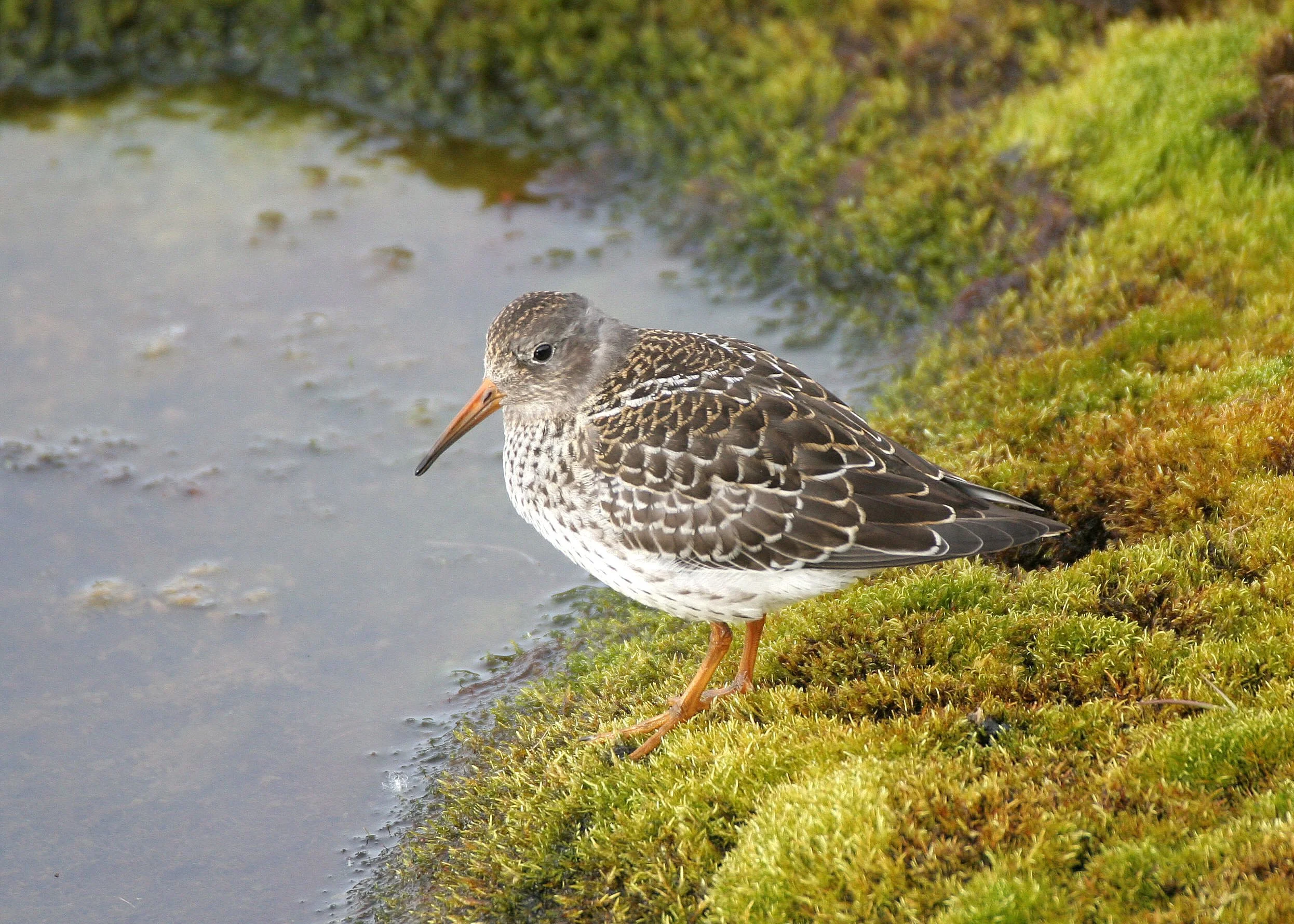 BIRD - SANDPIPER - PURPLE SANDPIPER - SVALBARD (26).jpg