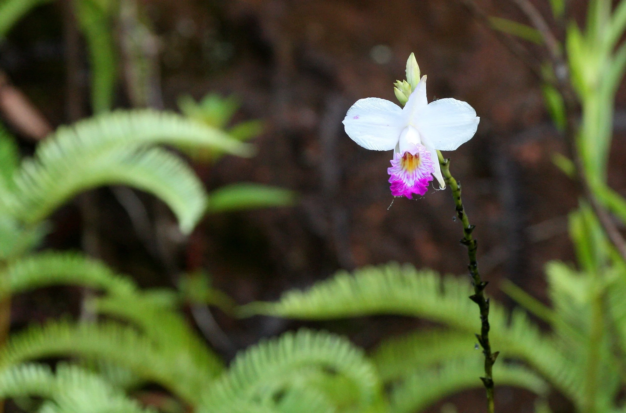 KRUNG CHIN NP - ORCHID SPECIES (2).JPG