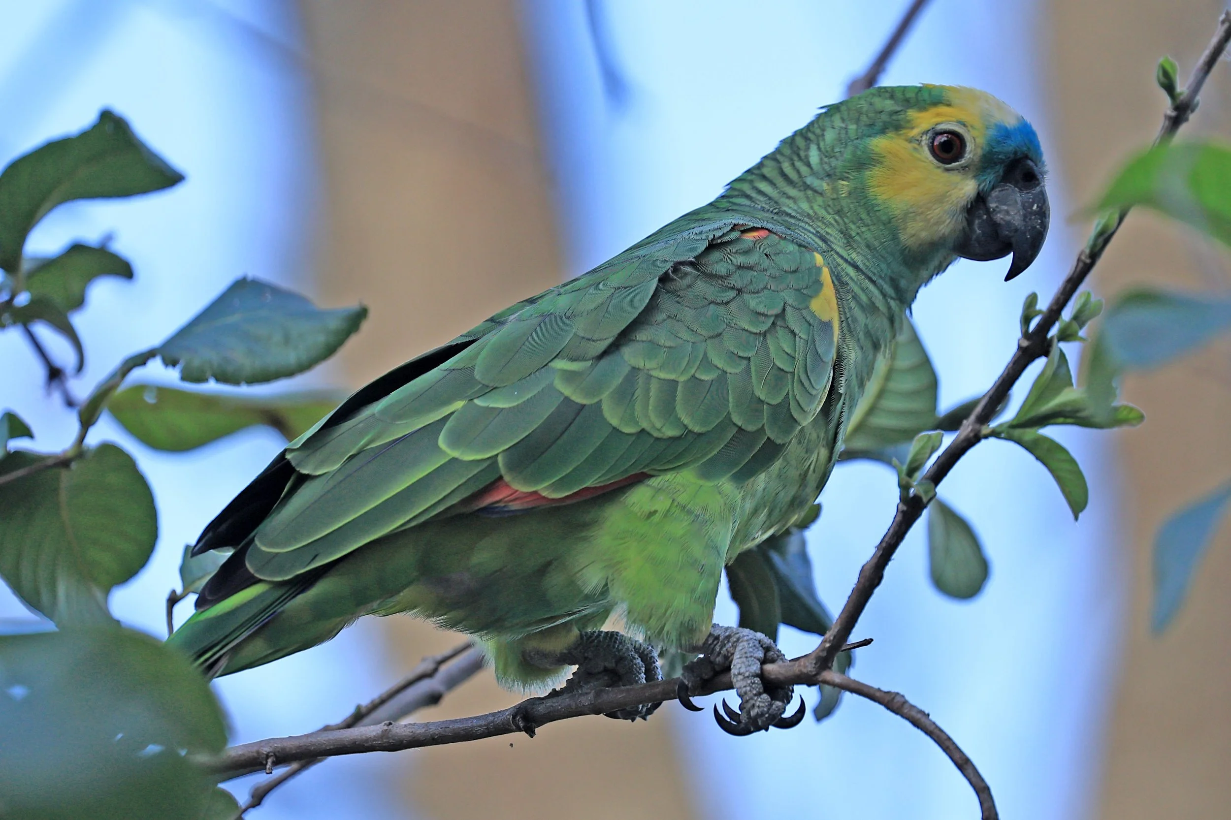 Blue-fronted Amazon (Amazona aestiva)