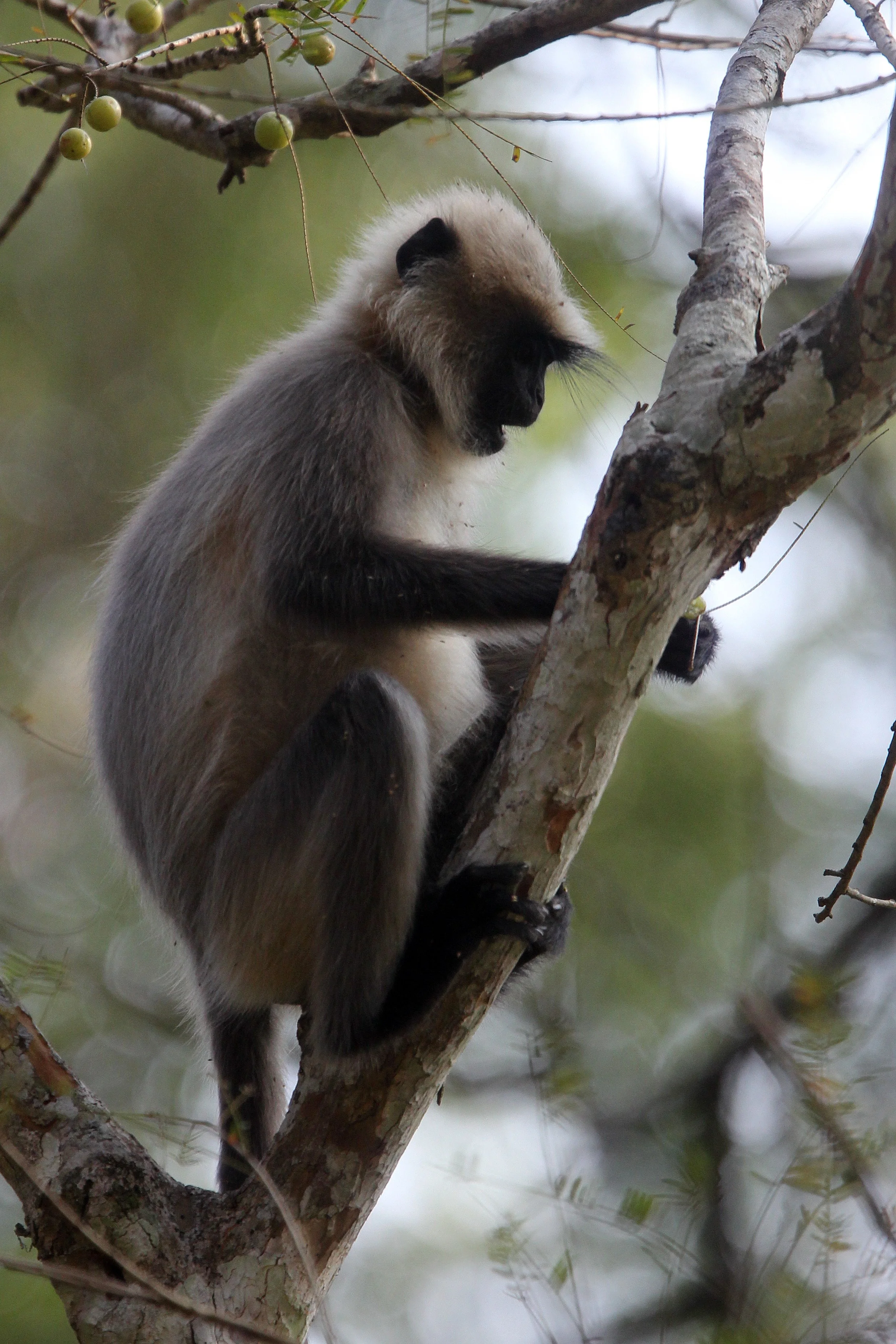Semnopithecus hypoleucos Malabar Sacred Langurs — Coke Smith Wildlife