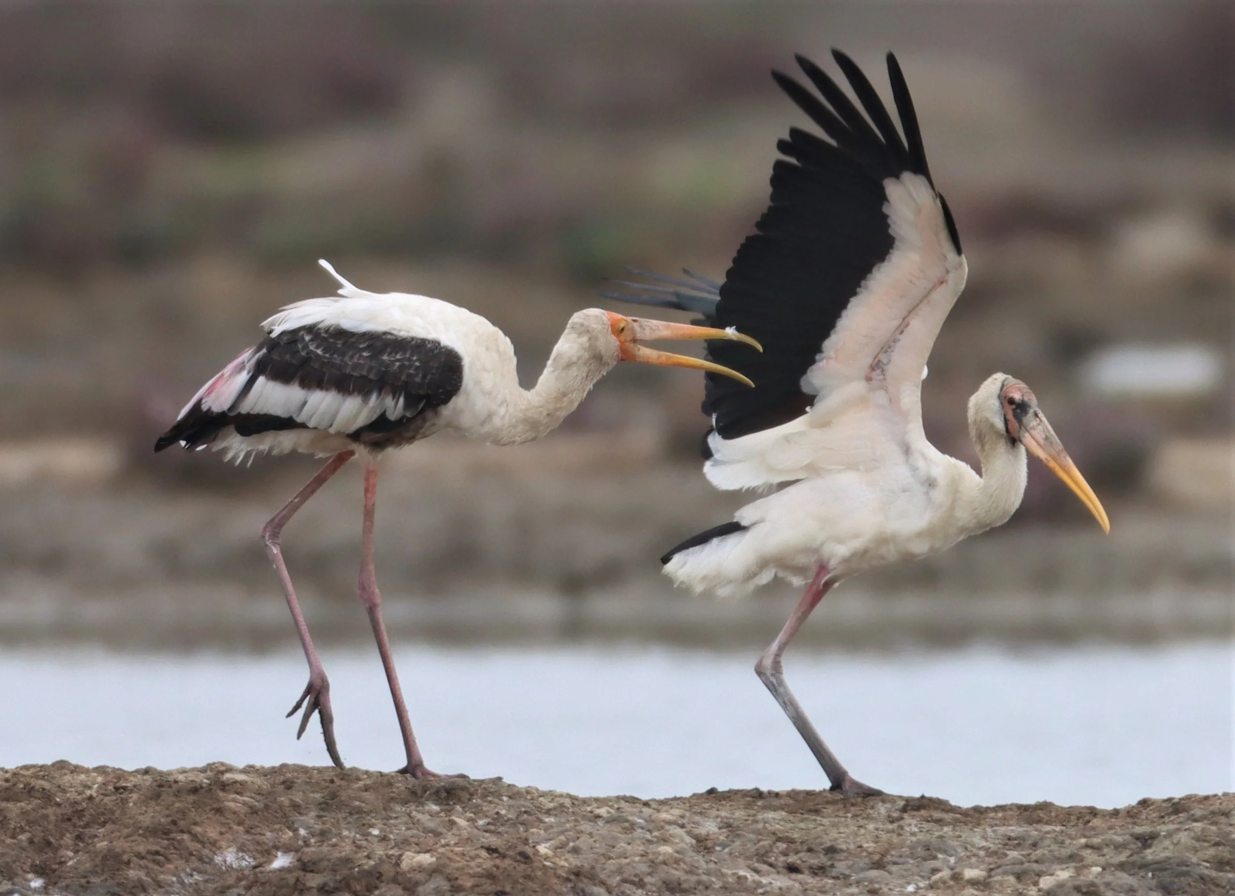 STORK - MILKY STORK - Mycteria cinerea - WITH PAINTED STORK - KHLONG TAMRU CHONBURI (53).jpg