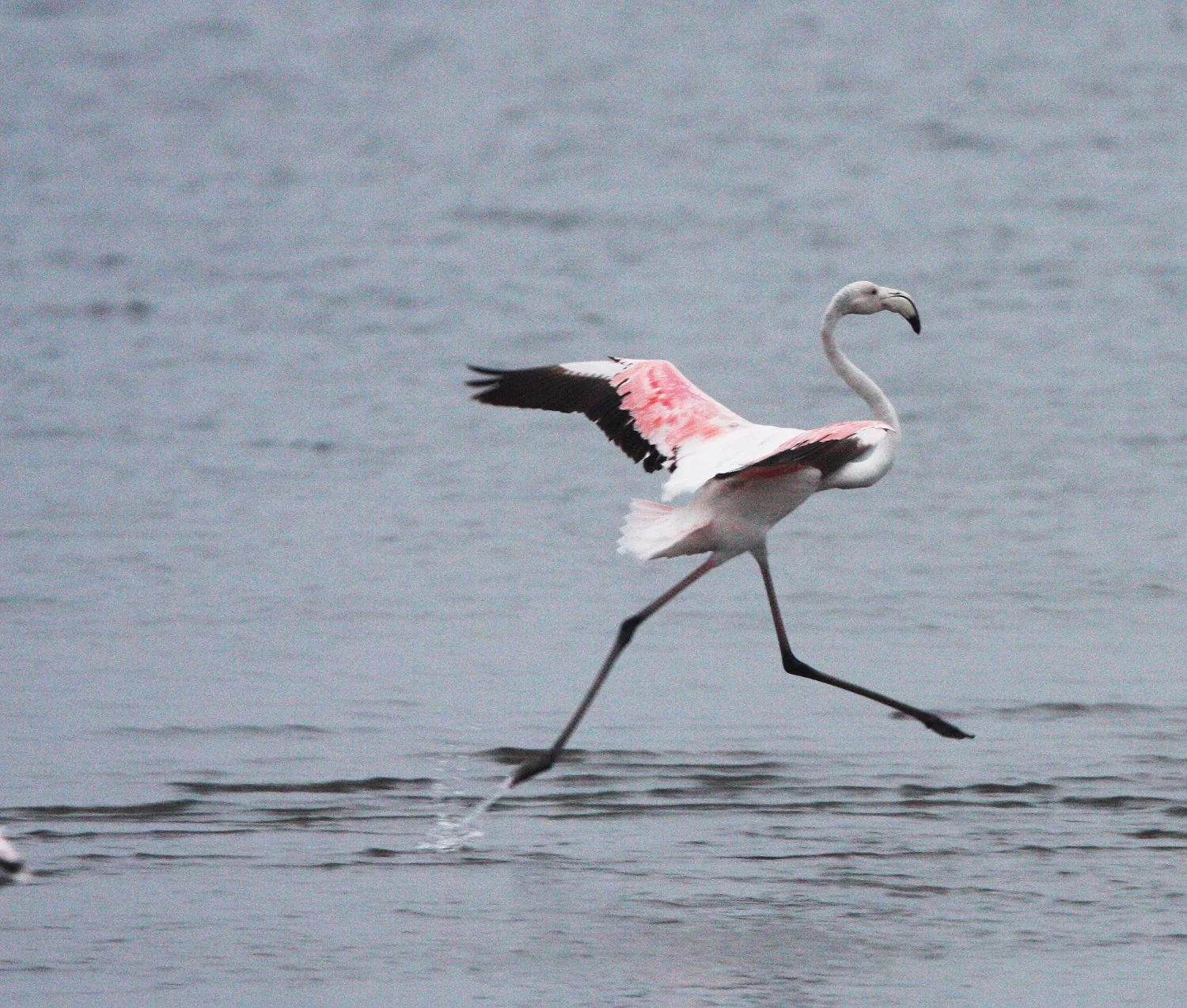Phoenicopterus roseus - Greater Flamingo - Walvis Bay Namibia (37).JPG