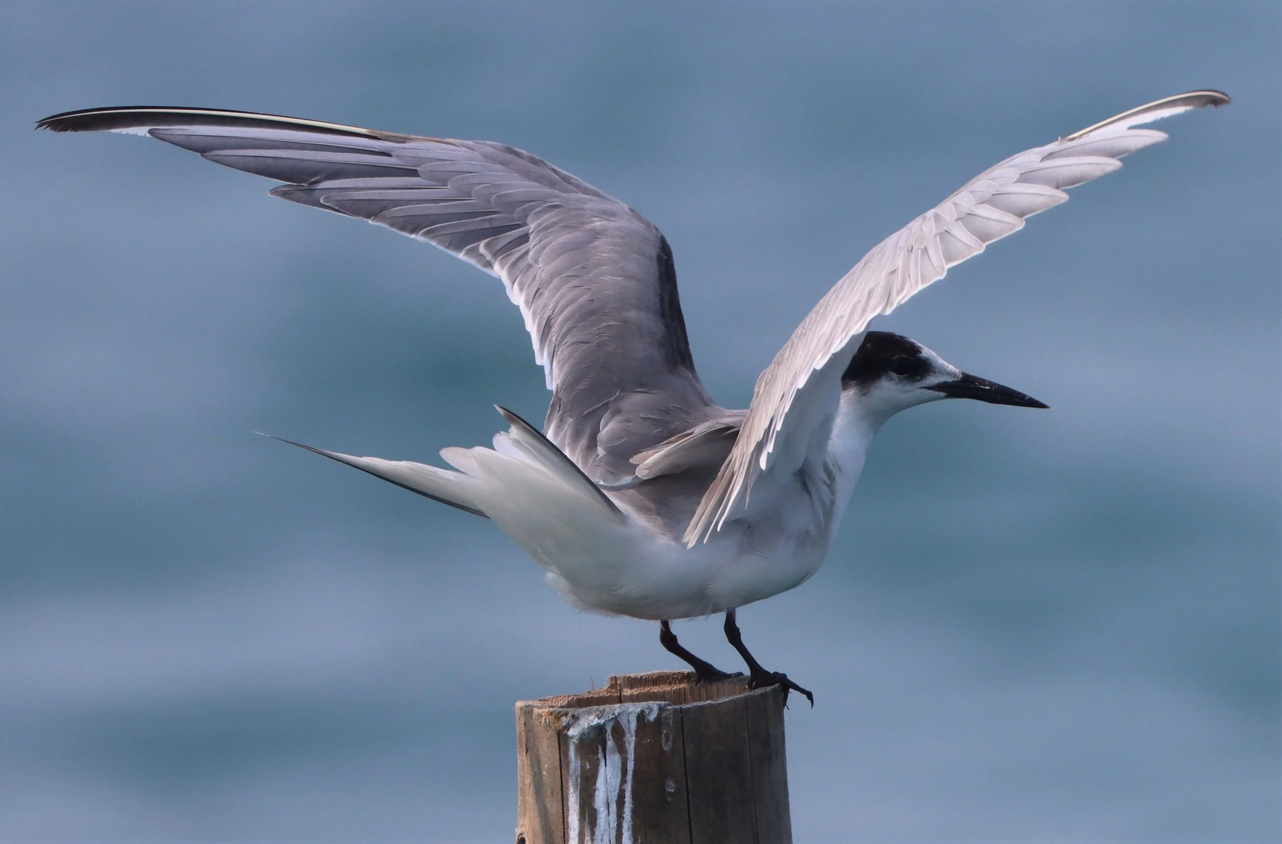 TERN - COMMON TERN - Sterna hirundo - UPPER NE GULF OF THAILAND NEAR CHACHOENGSAO (23).jpg