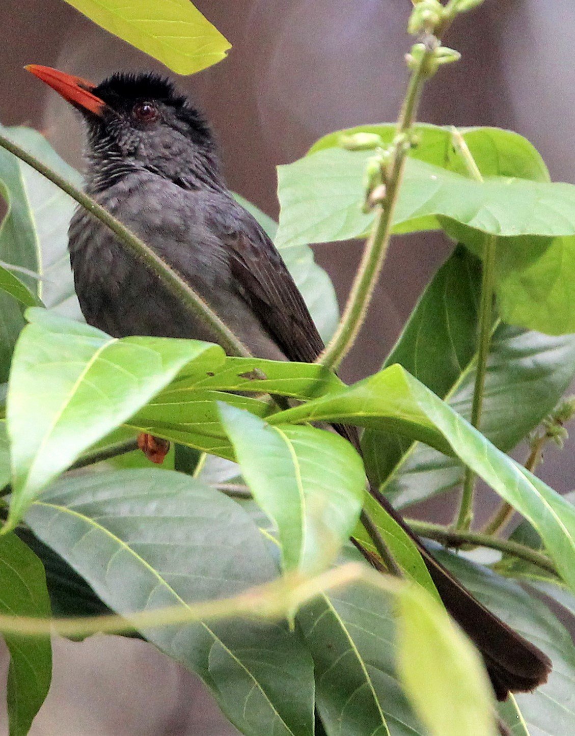 BULBUL - SQUARE-TAILED BLACK BULBUL - Hypsipetes ganeesa - KITULGALA FOREST PRESERVE, SRI LANKA - PHOTO BY SOM SMITH (7)aa.jpg
