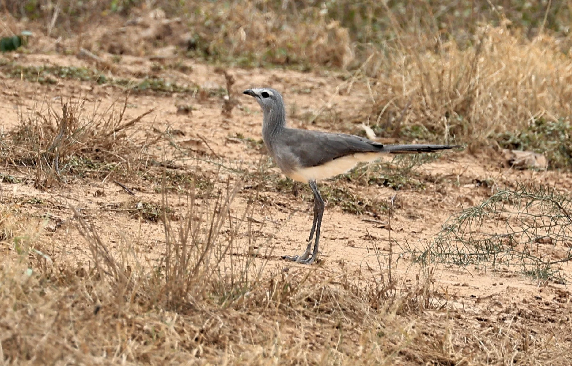 Black-legged Seriema (Chunga burmeisteri) Agua Dulce Paraguay (9).jpg