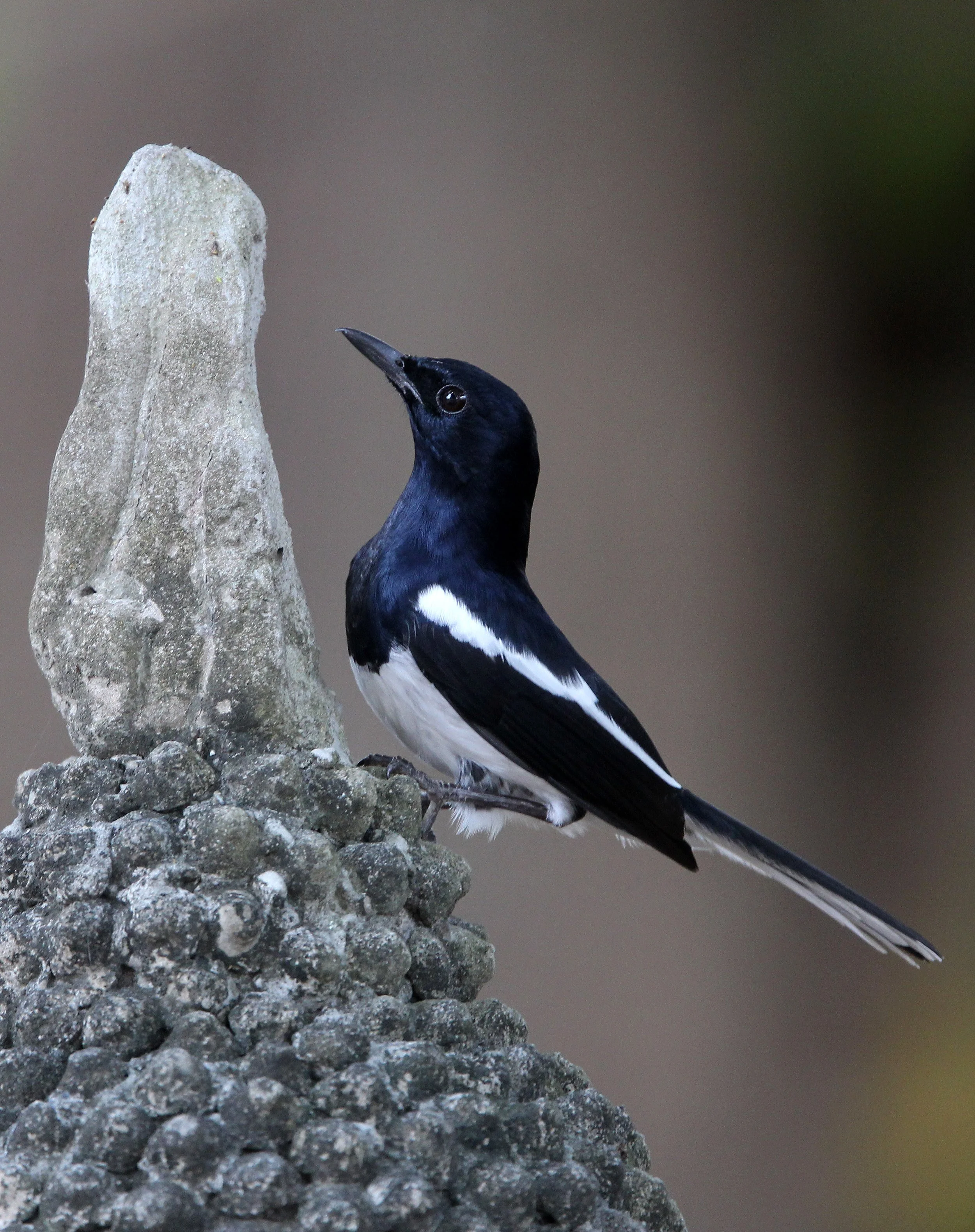 AYUTTHAYA PASSION DAY NOVEMBER 2013 (36).JPG